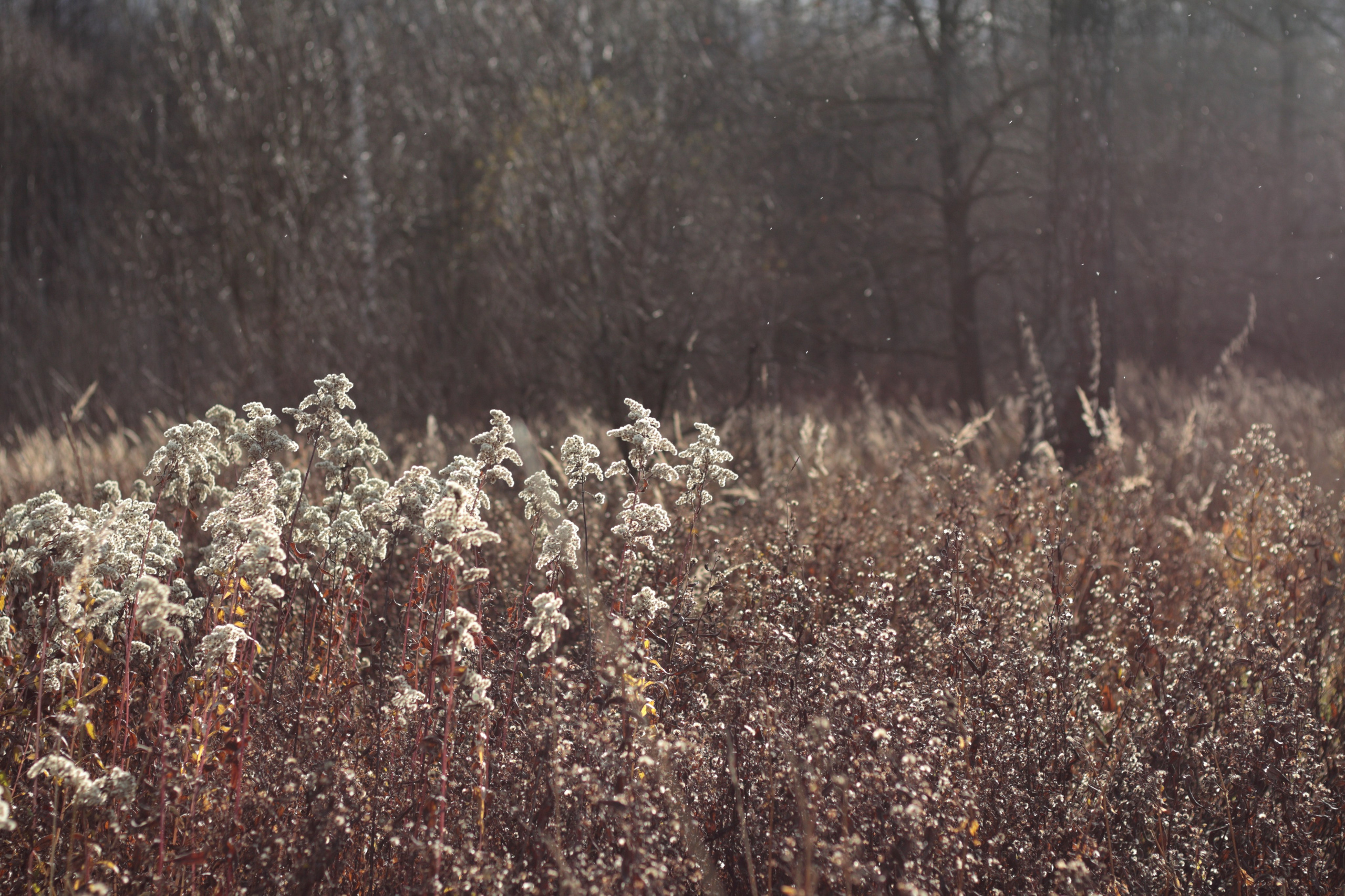 Старое природное, отбирала Katamount (Катерина Горохова). Главная