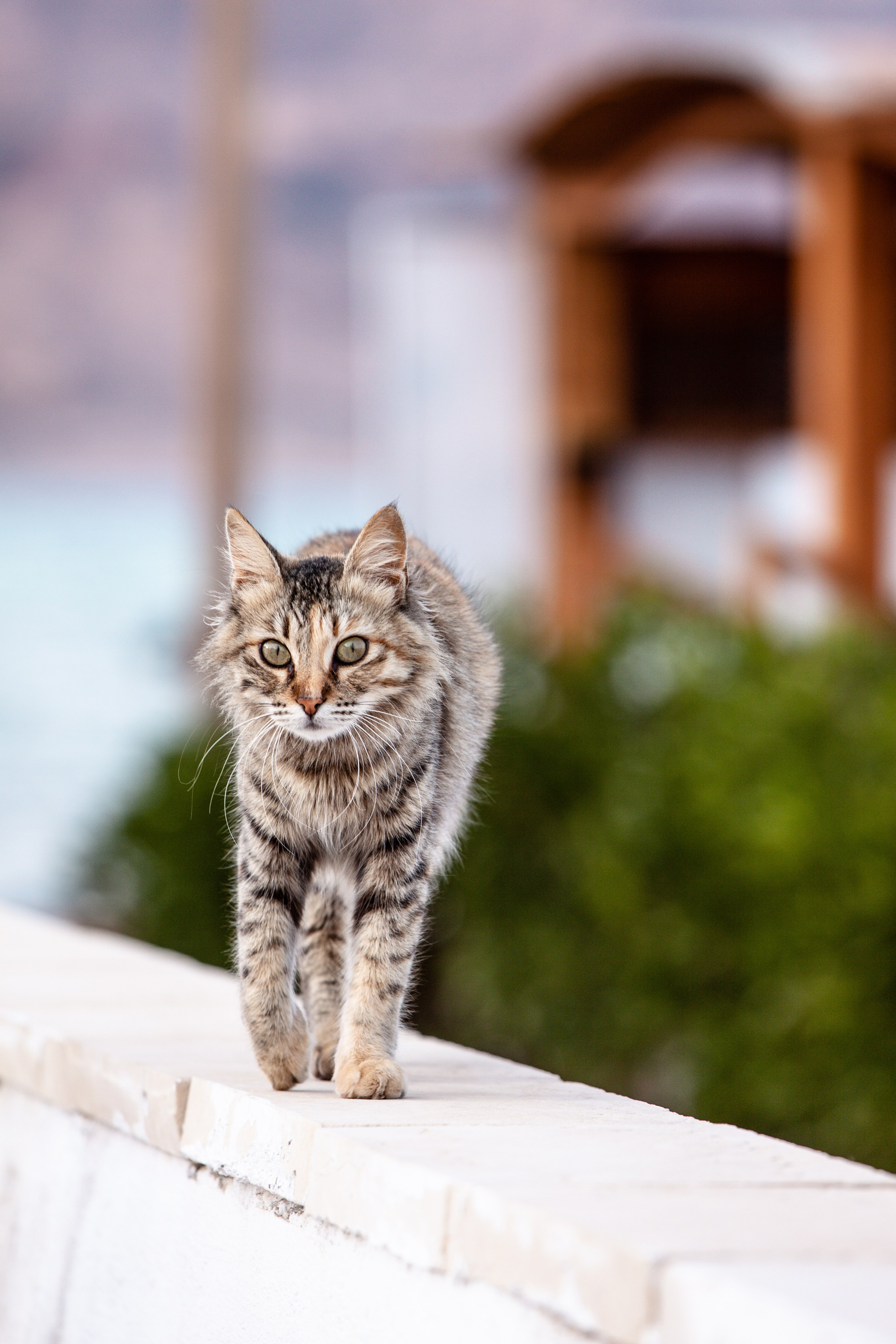 Рубрика Котиков. Дария Галямова — фотограф: открытый, творческий, коммерческий