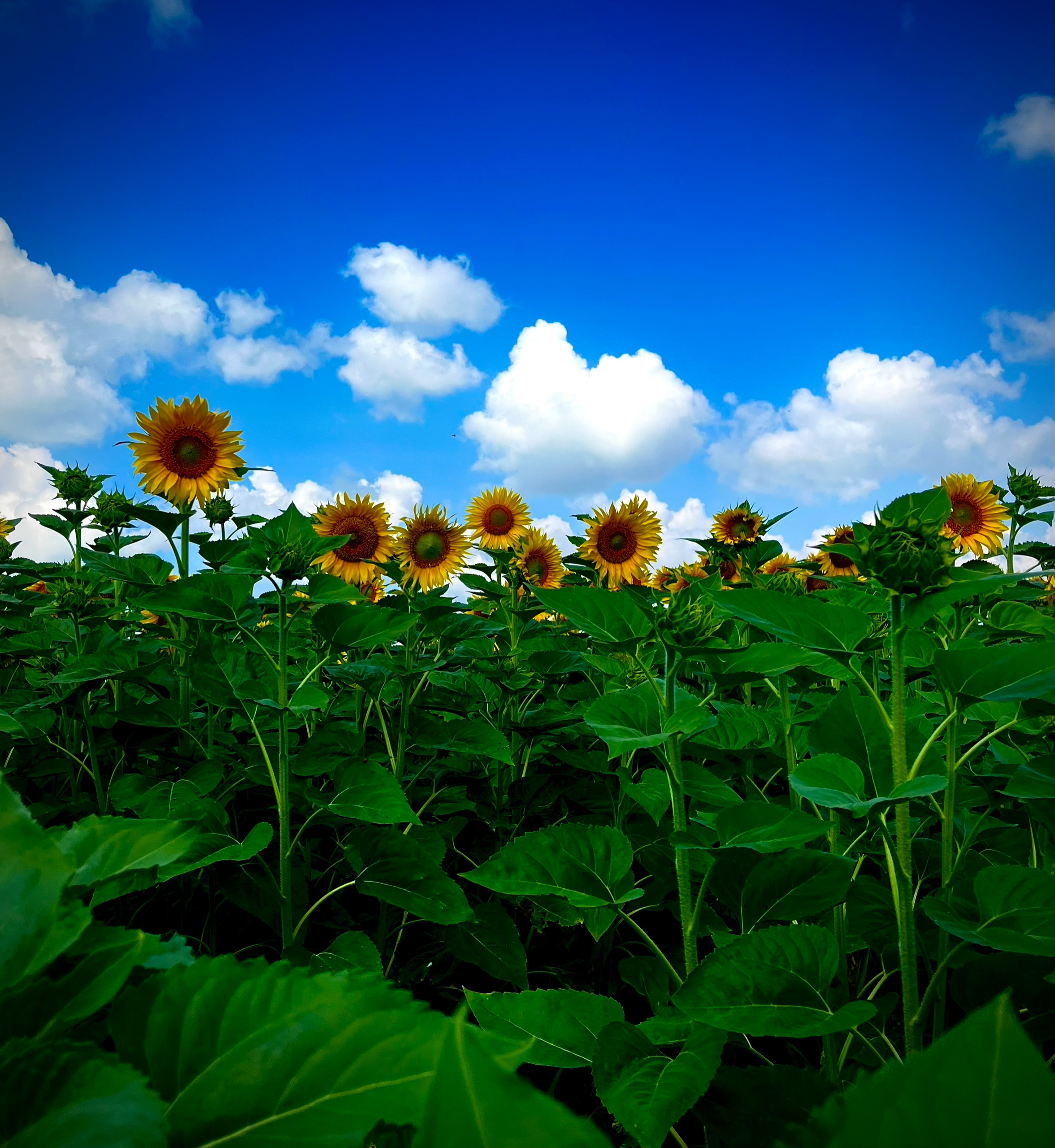 Солнечный цветок. Фотограф природных объектов