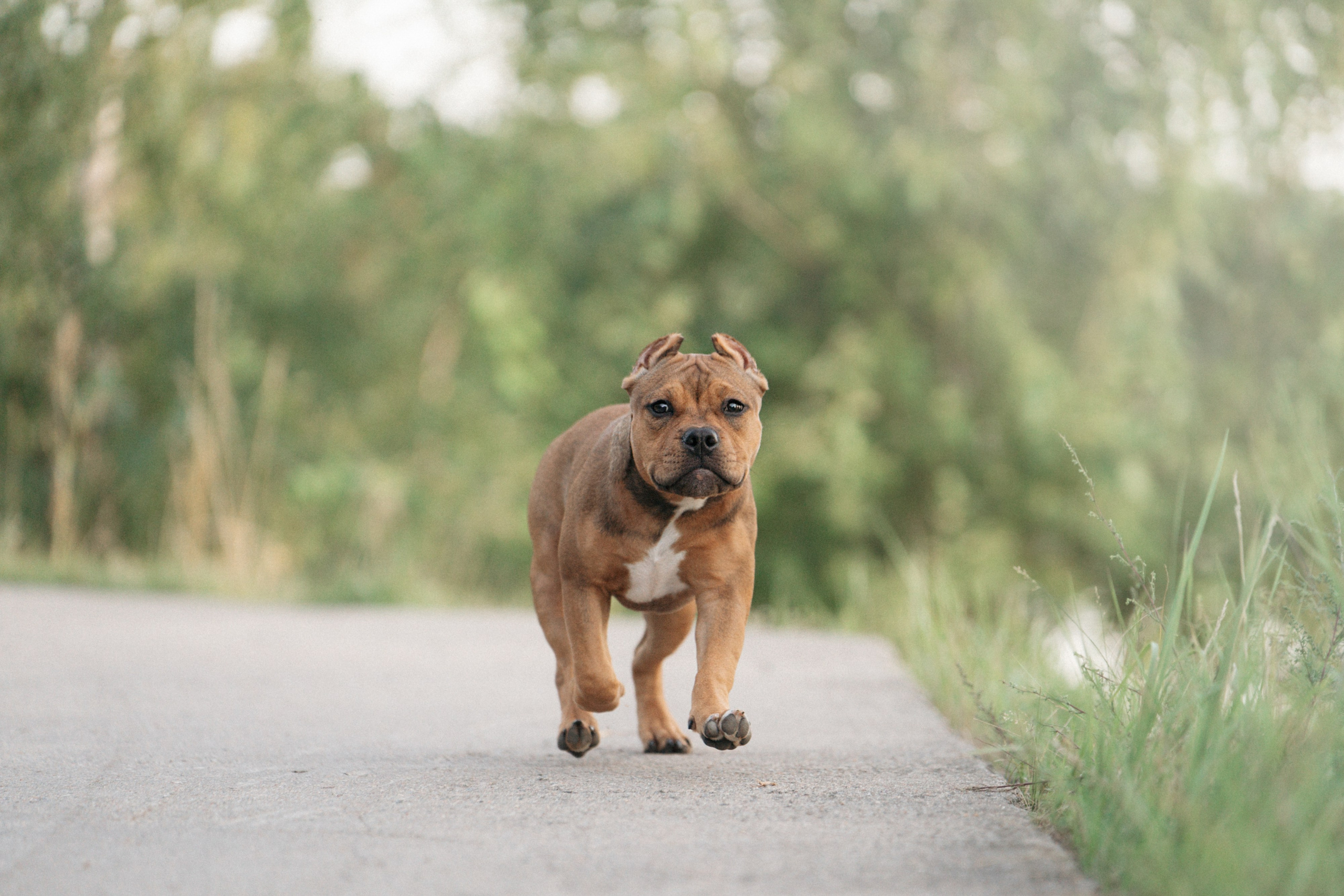 Кристина и Эфи. Фотограф анималист в Москве и Санкт-Петербурге Свиридова Анна