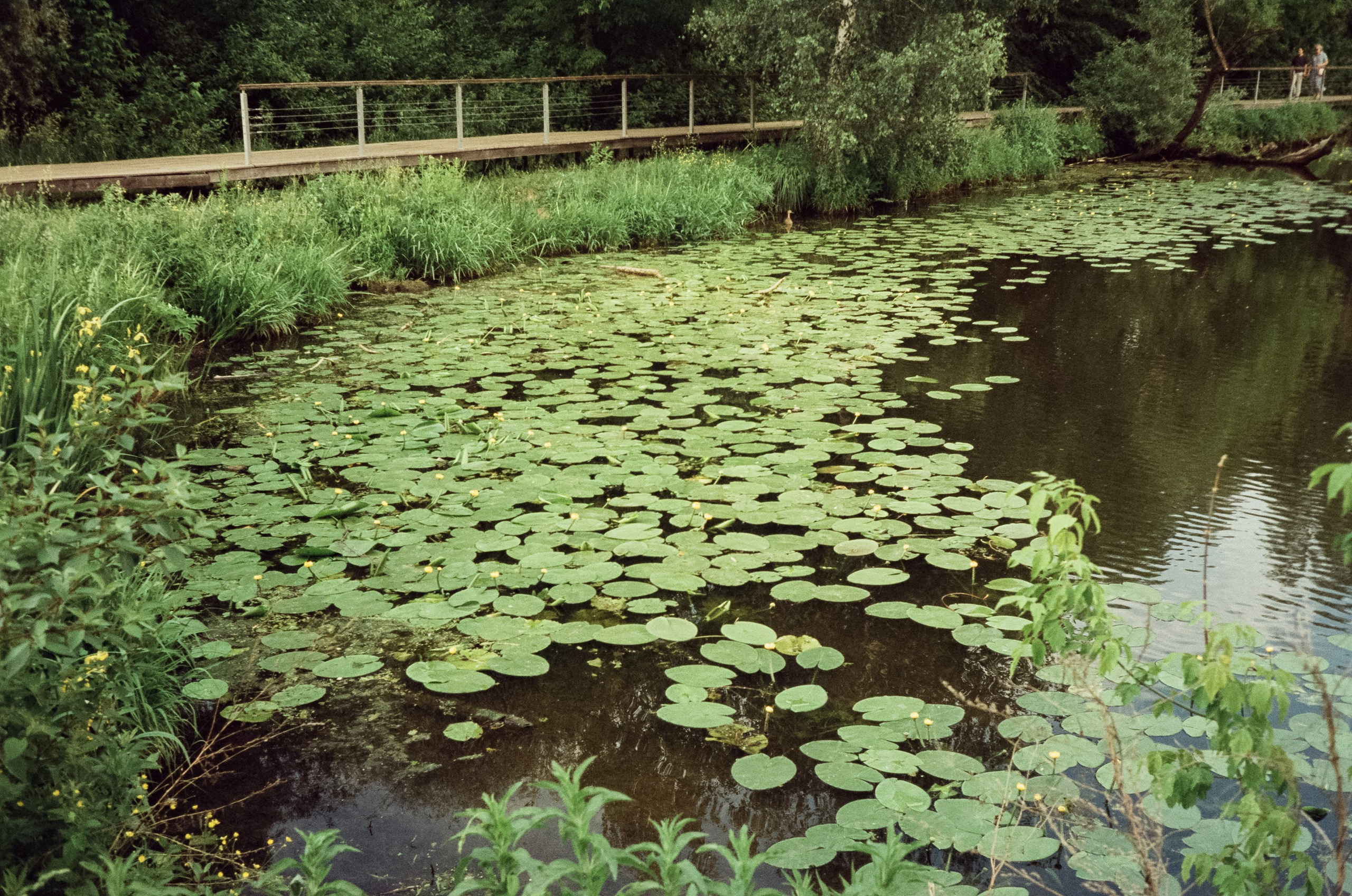 Agfa Optima Sensor 1035 / SFL 250D / тестовая пленка Строгино у речки