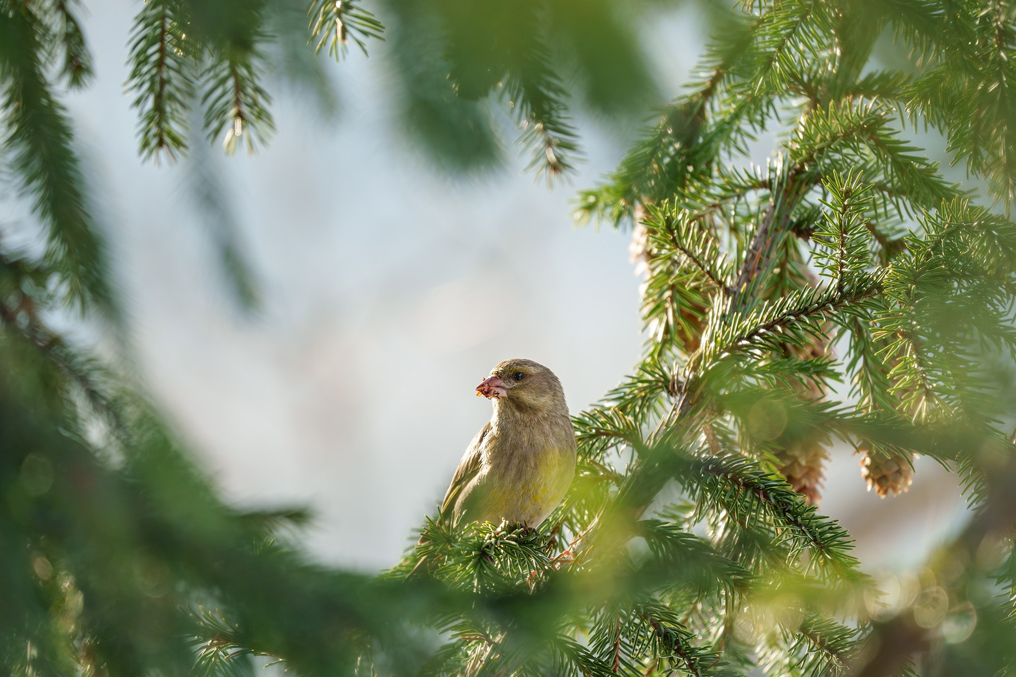 Удивительные мир птиц. Вокруг нас столько прекрасного — присмотритесь!. Ваш личный фотограф Марина Волкова