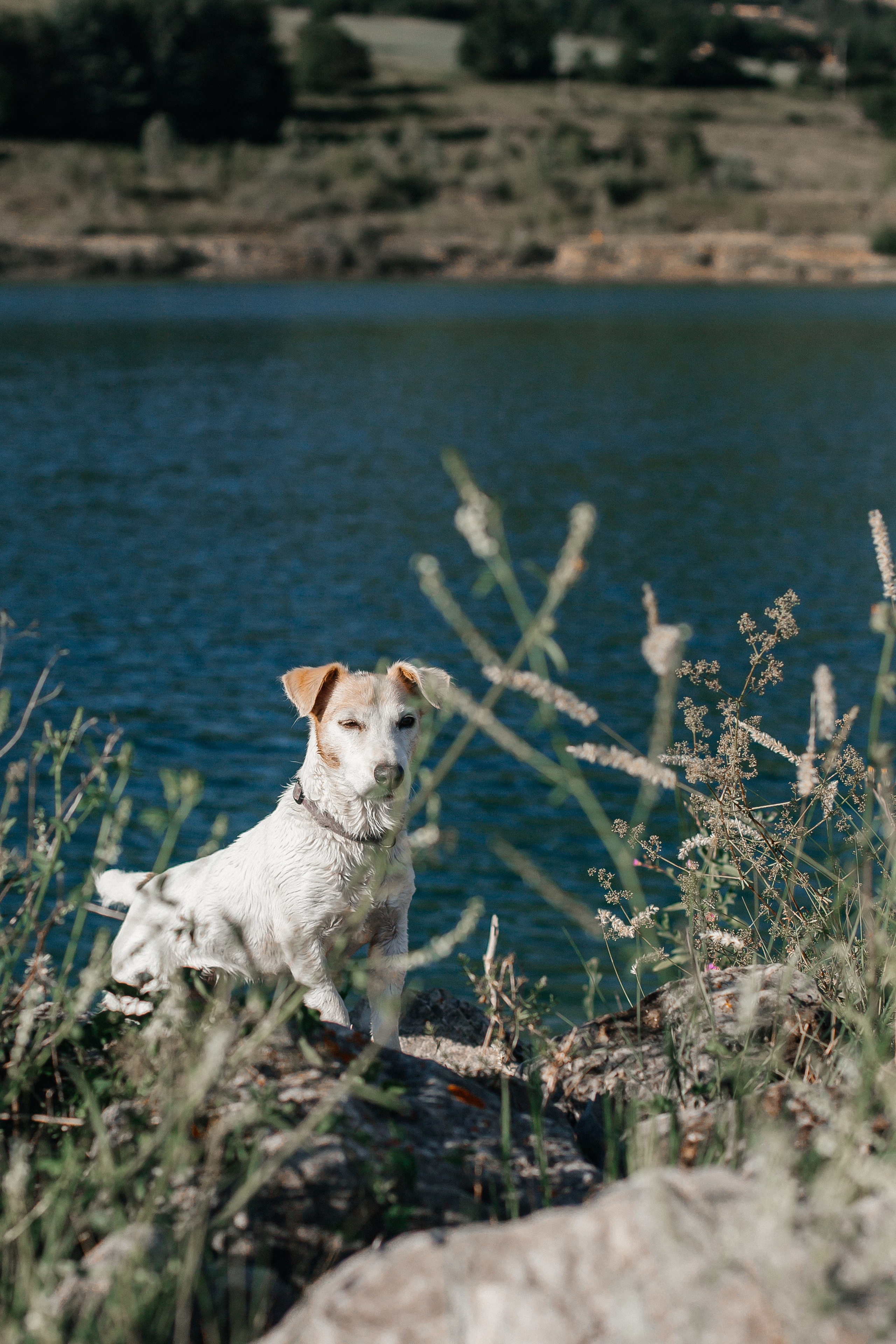 Гийом, Ларс и Жава
