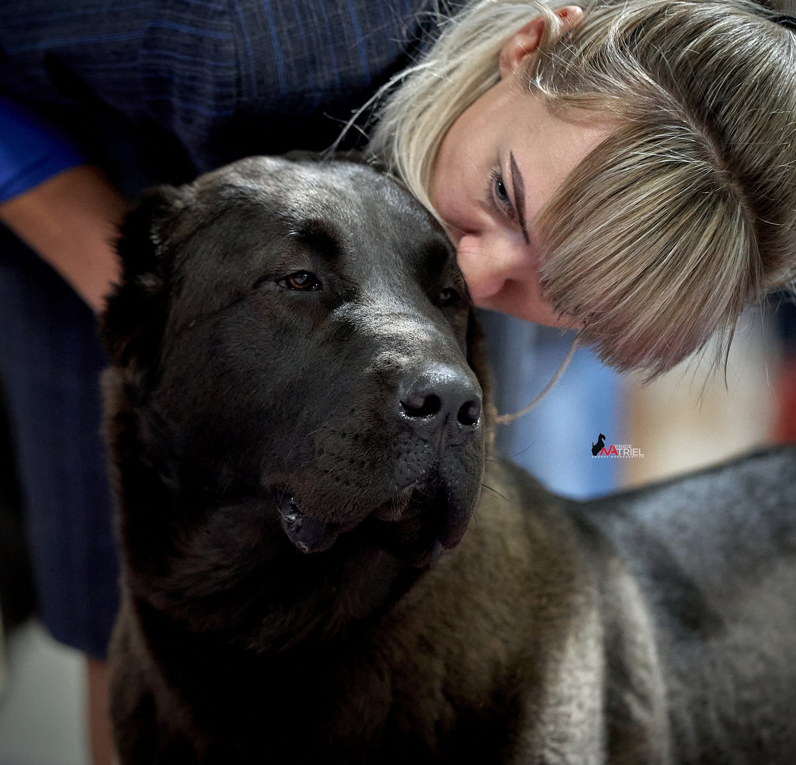 Собаки и Люди — галерея NATRIEL