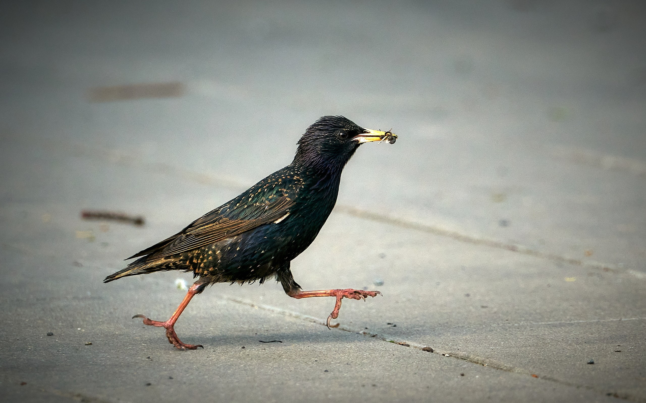 Фото птиц — галерея NATRIEL