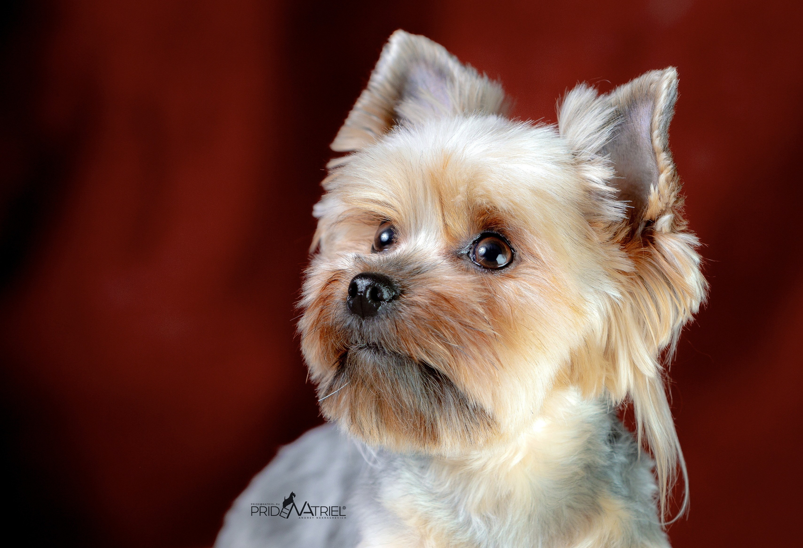 Йоркширский терьер Циля