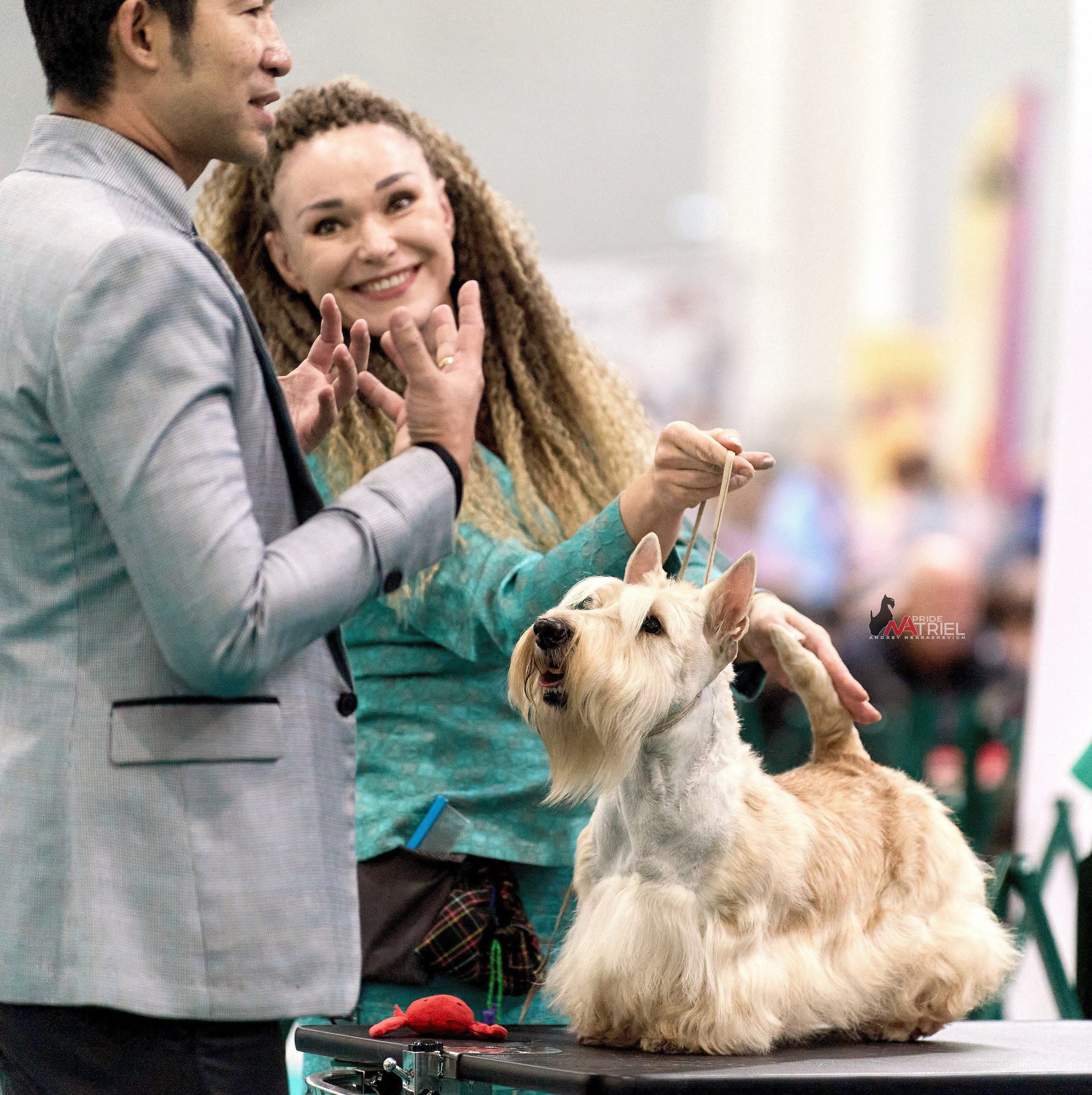 Работа в рингах — галерея NATRIEL