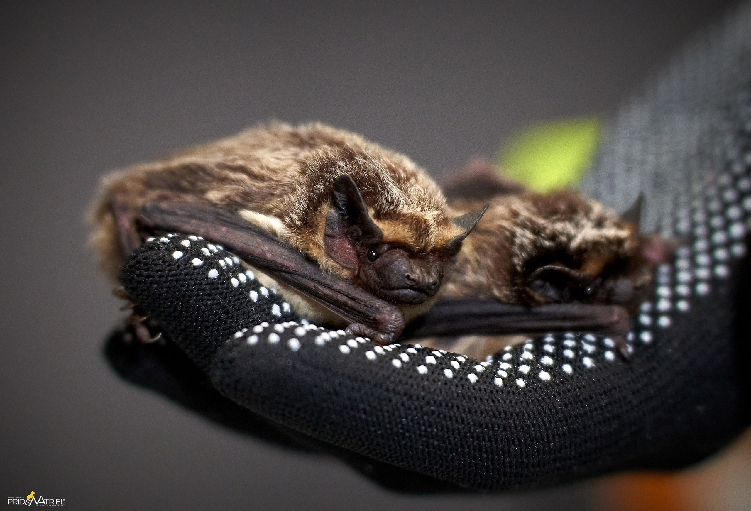 Выставки животных — галерея NATRIEL