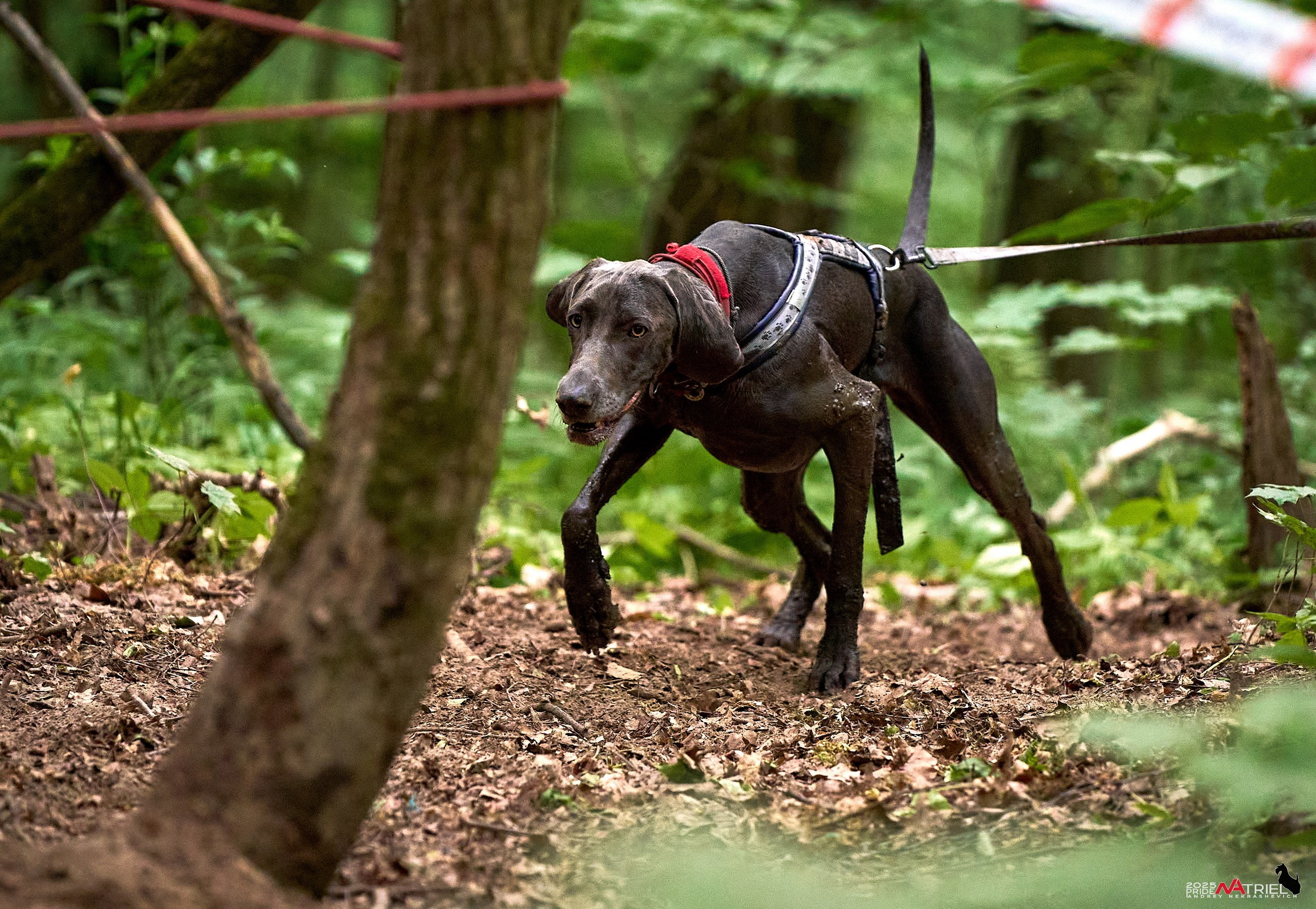 Russian Extreme Dog Trail — 2025