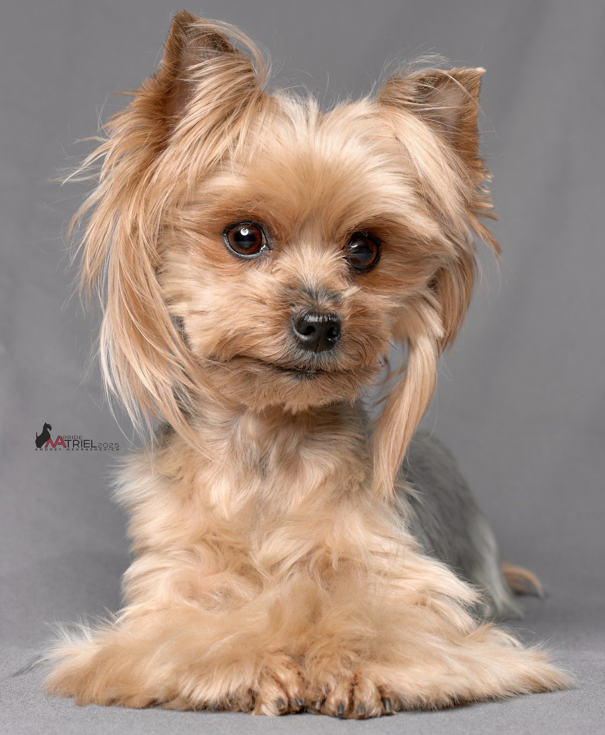 Съемка моих собак с мобильным светом