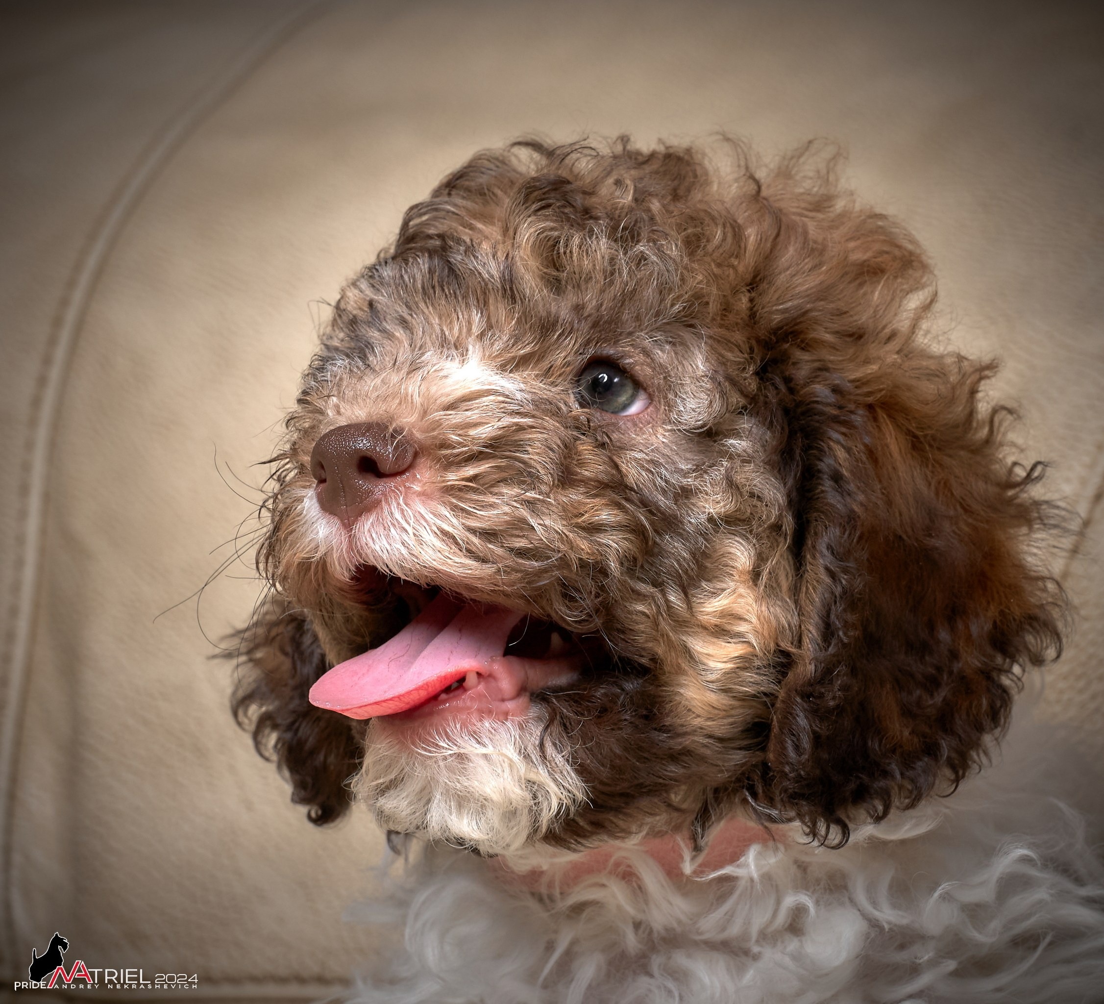 Съемка щенков лаготто дома с мобильным светом