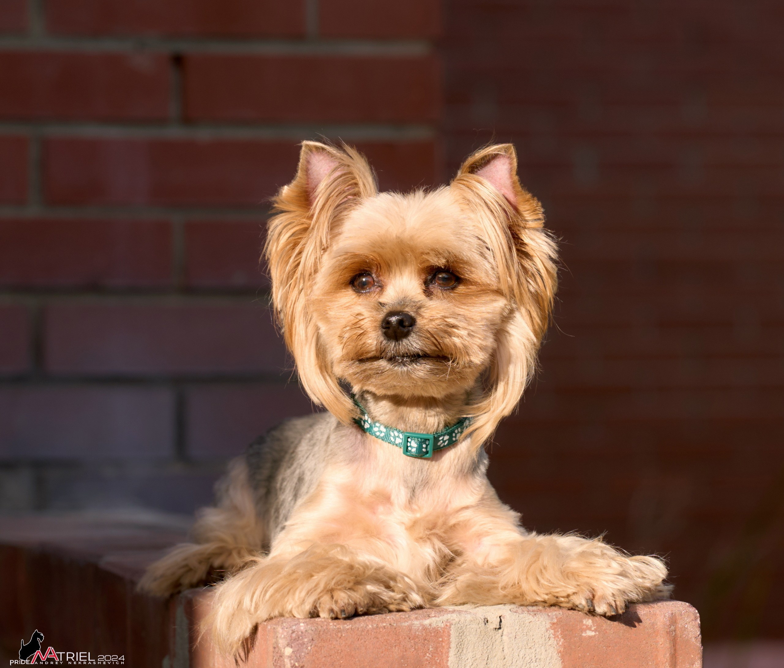 Фотопрогулка с собаками Бася и Циля