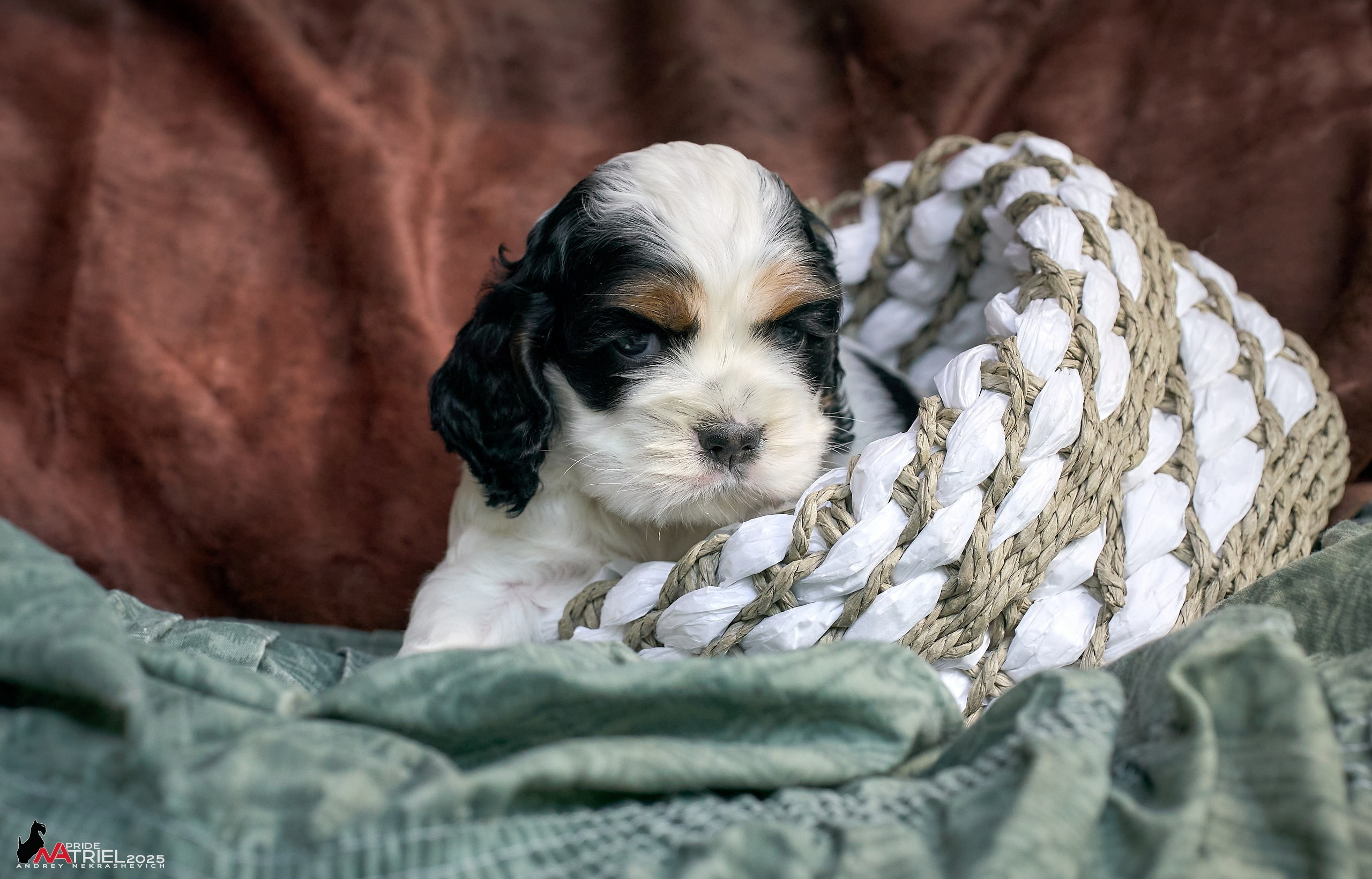 Щенки АмКокеров