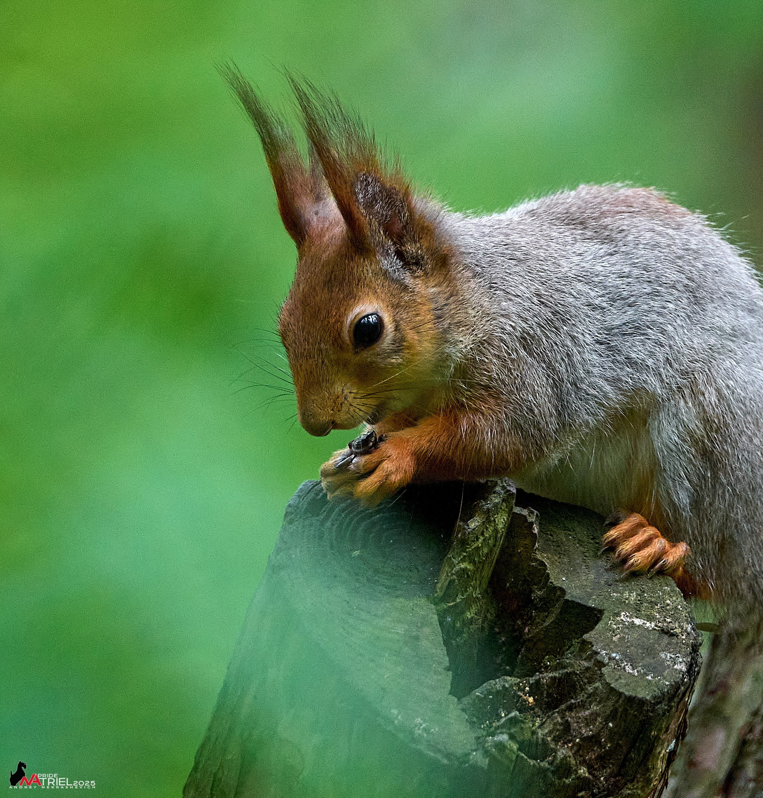 Съемка в майском лесу