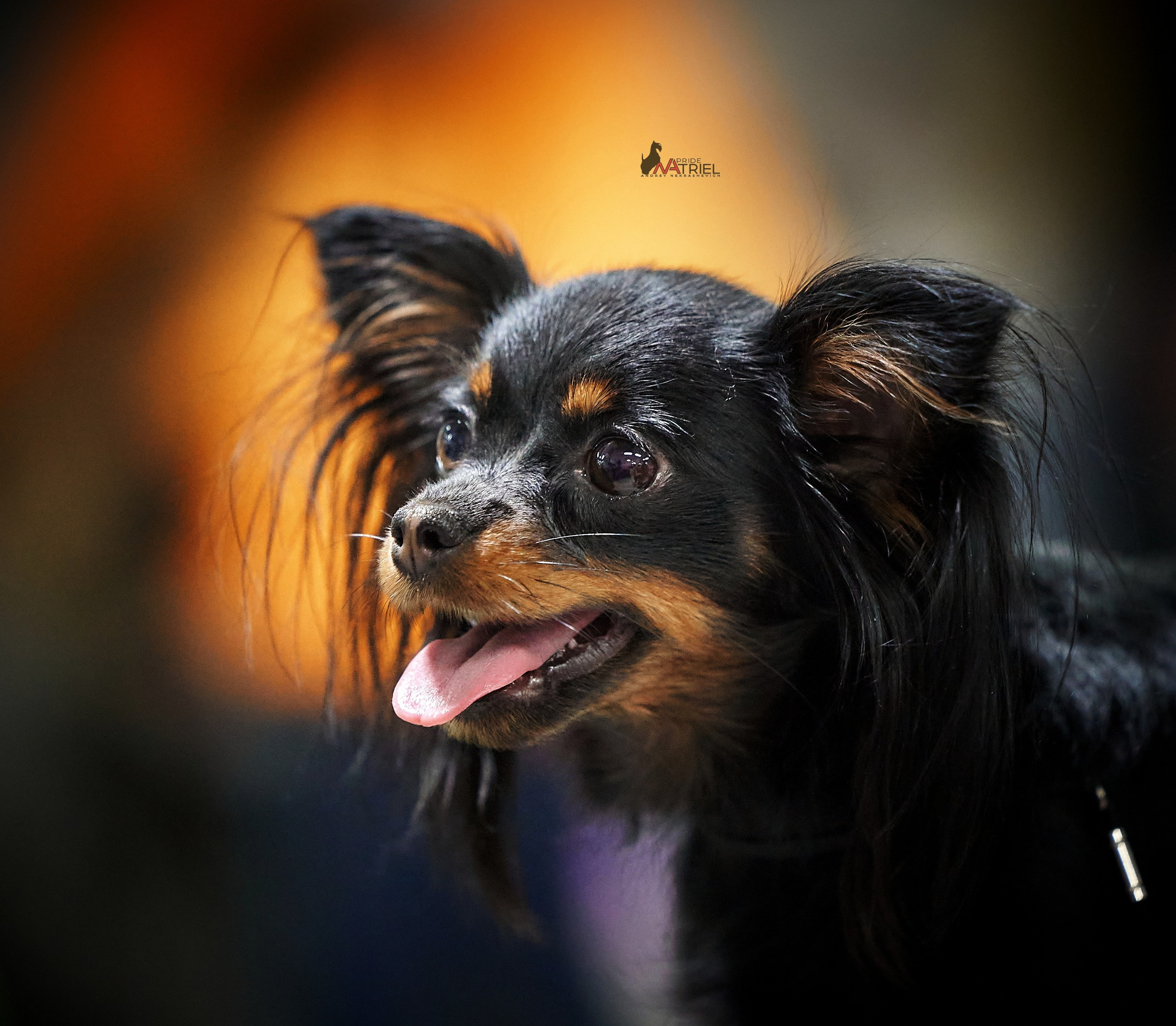 Портреты собак — галерея NATRIEL