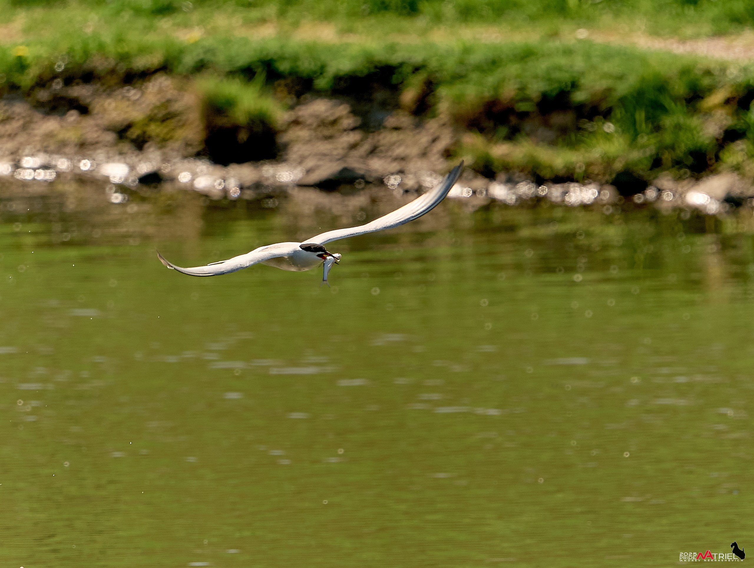 Птички и цветочки