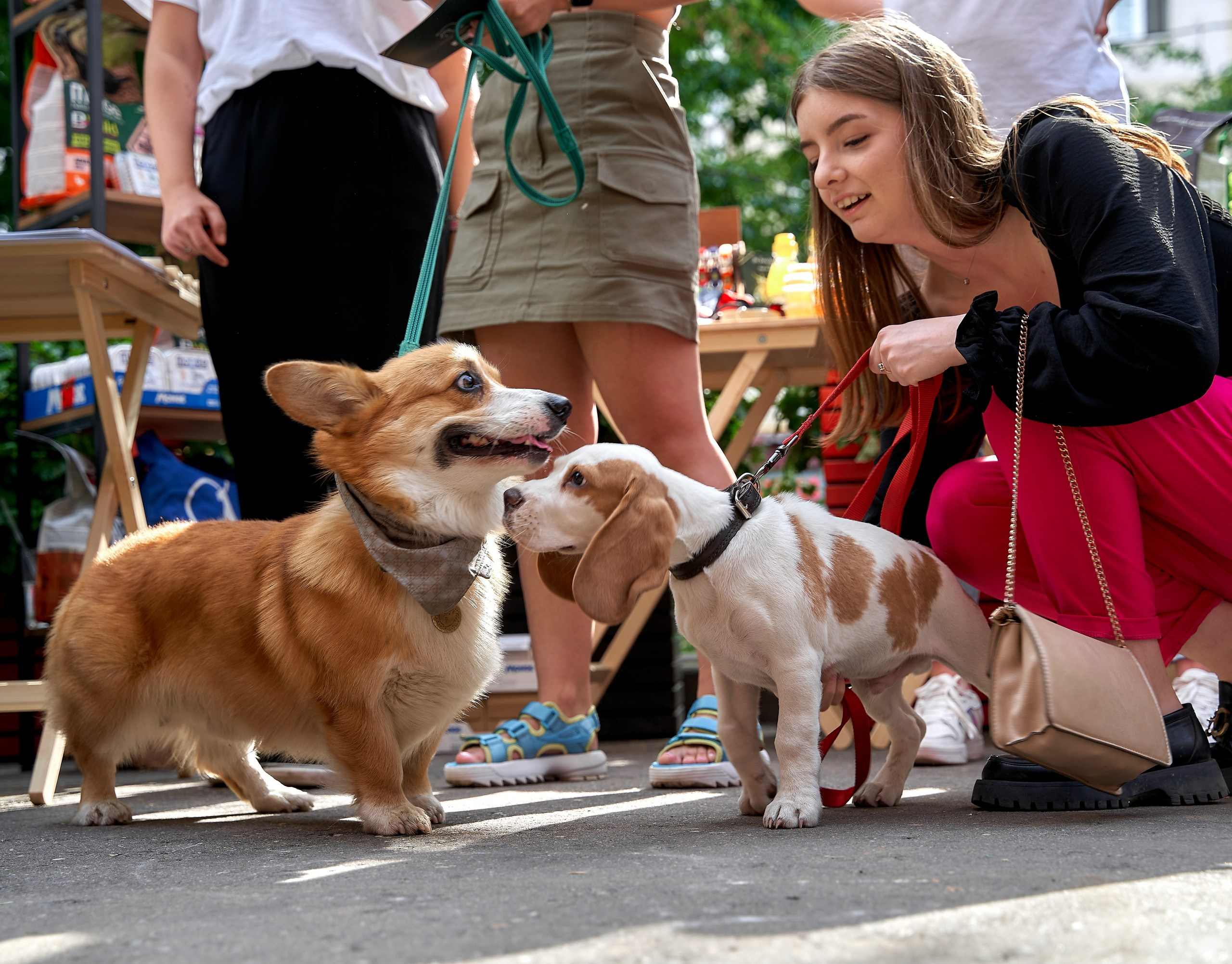 Мероприятия с собаками — галерея NATRIEL