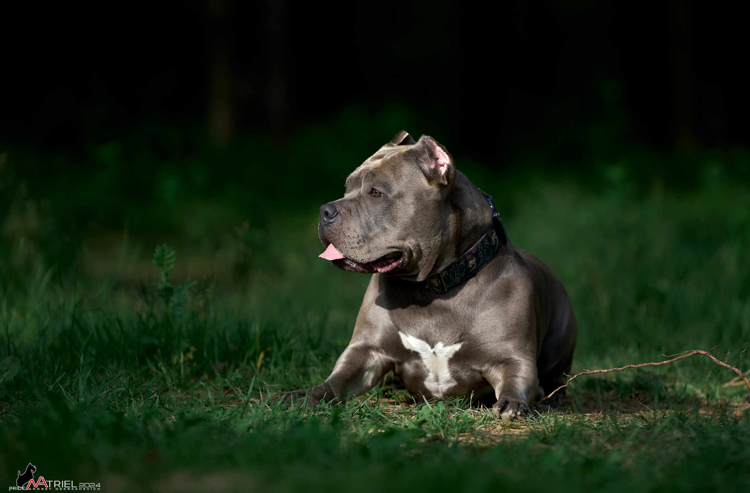 Фотопрогулка с булли