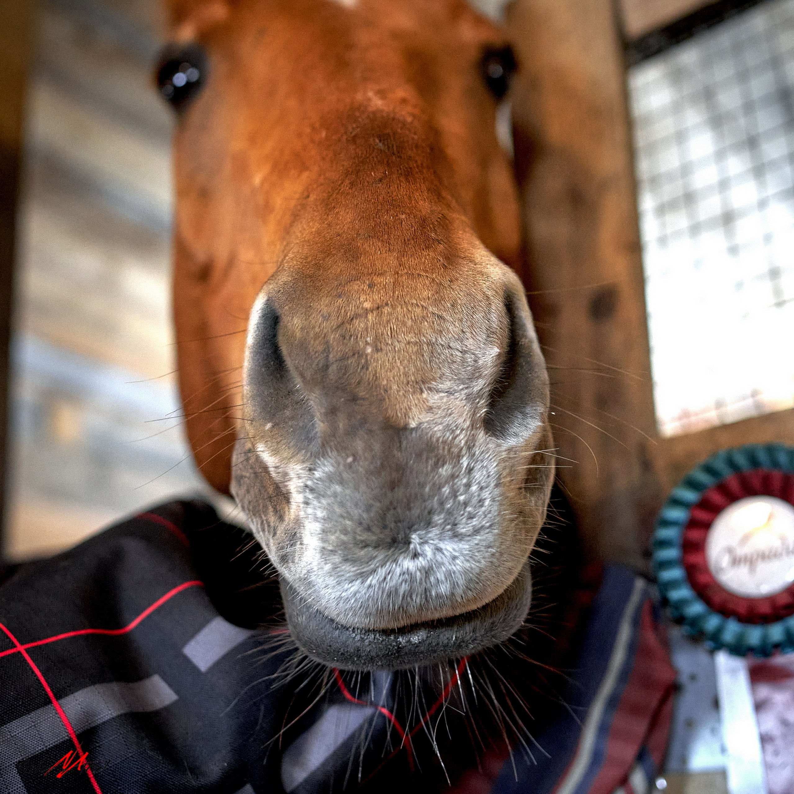 Снимки лошадей — галерея NATRIEL