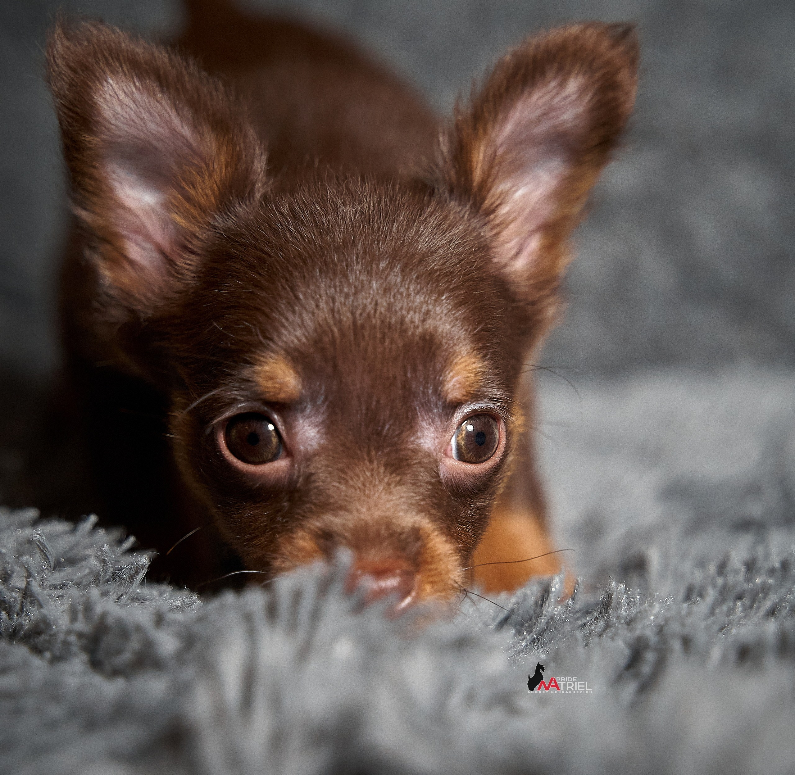 Щенки дома — галерея NATRIEL