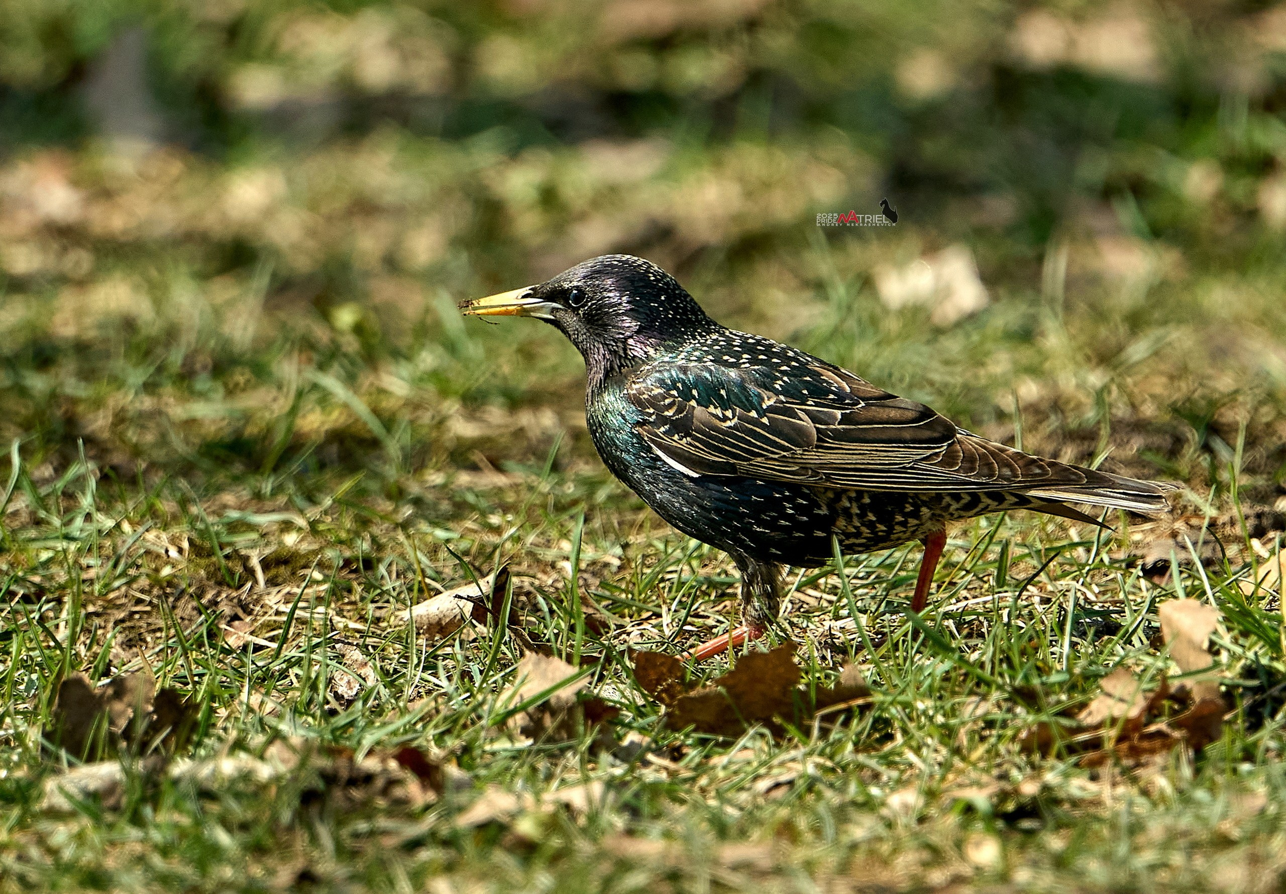 Природа в апреле