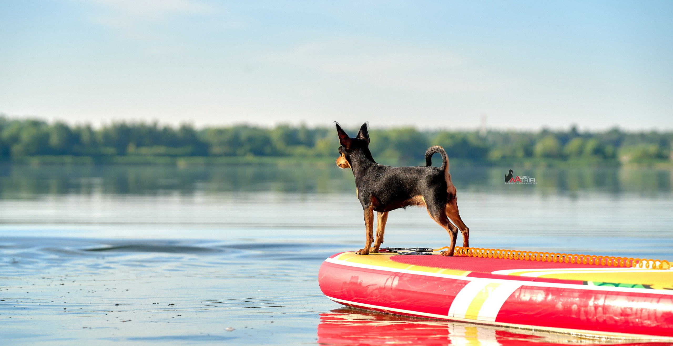 Портреты собак — галерея NATRIEL