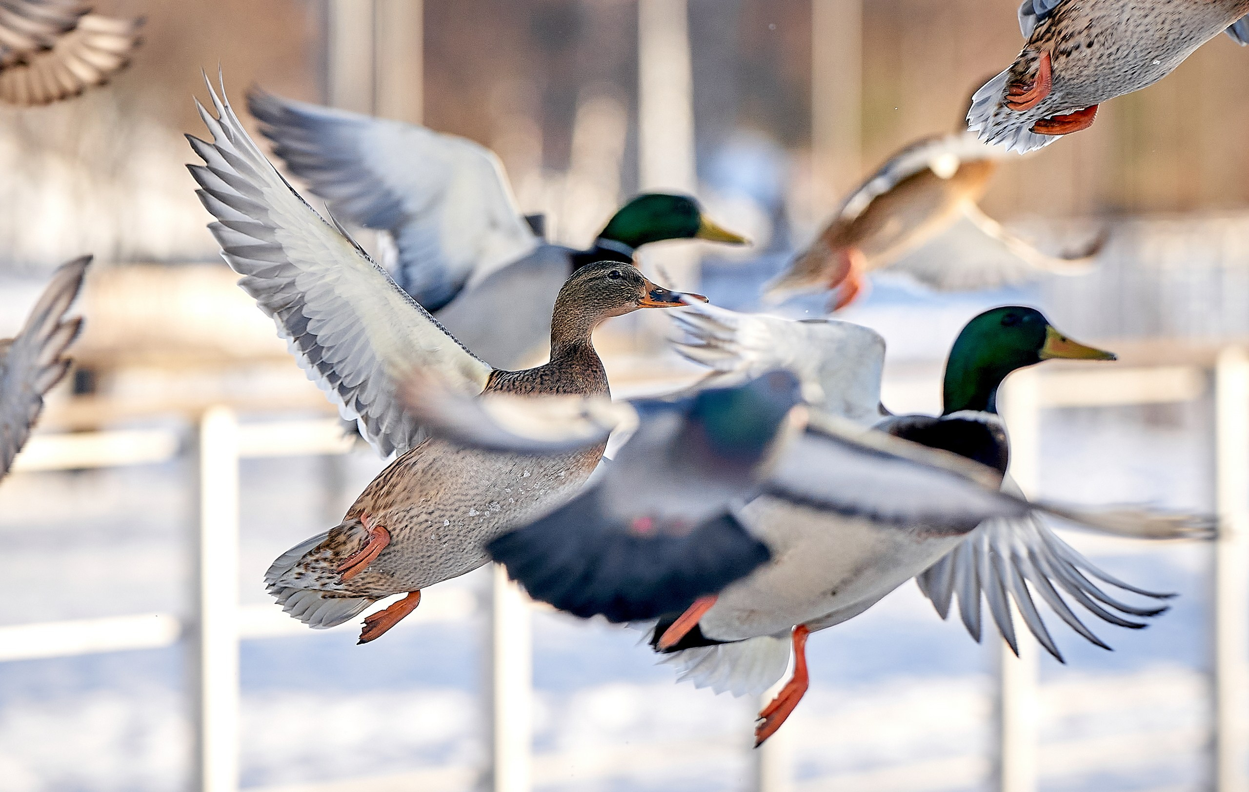 Фото птиц — галерея NATRIEL