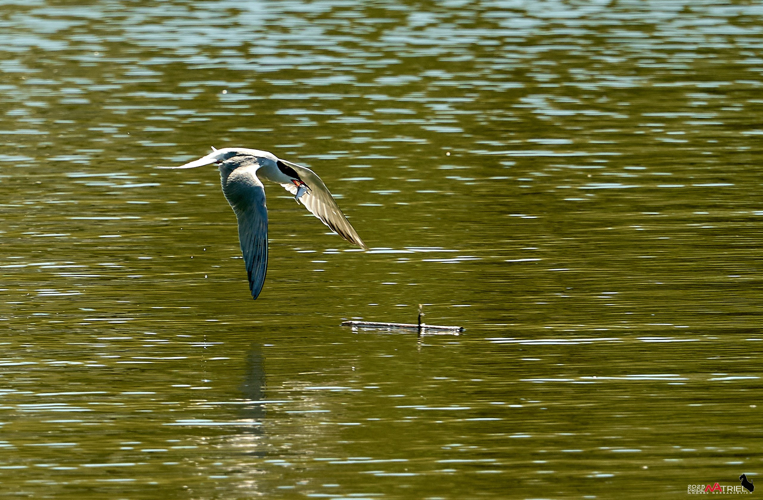 Птички и цветочки