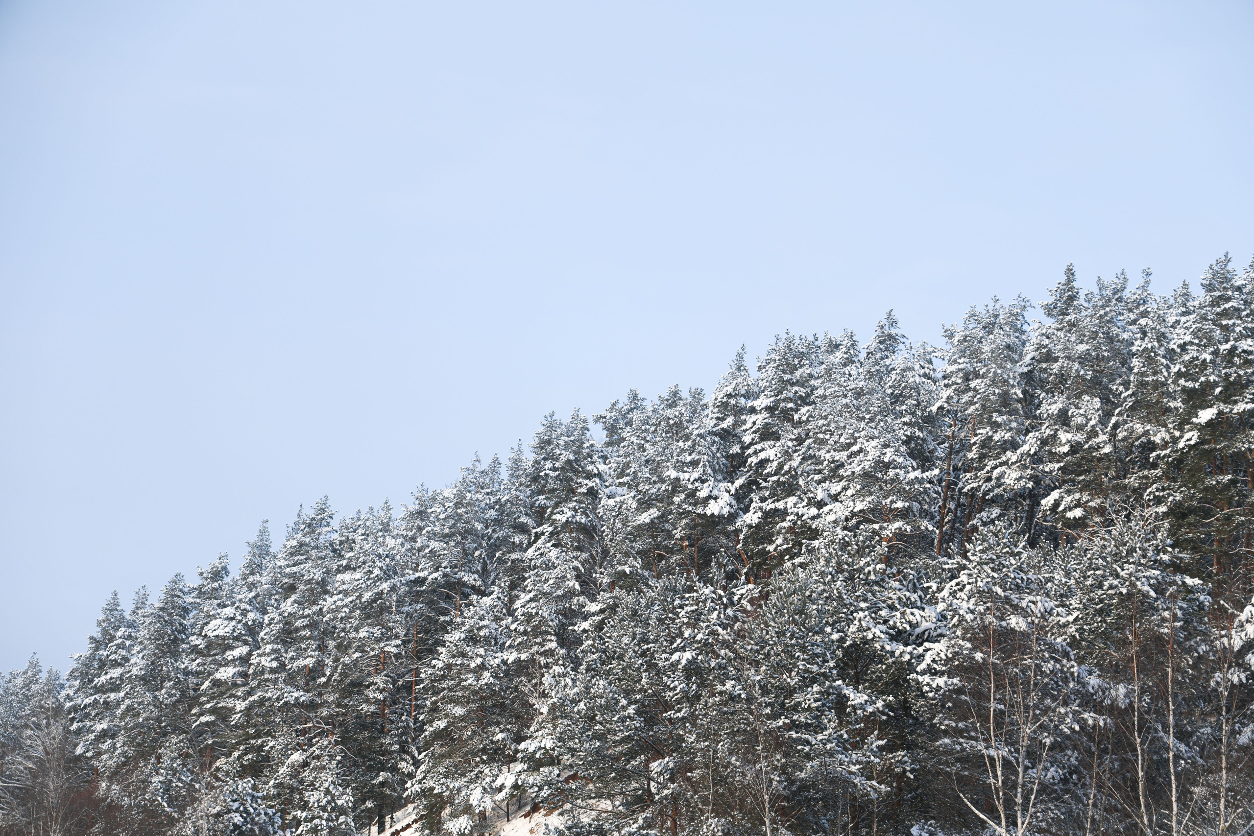 Рождествено Зима 2026. Фотограф Максим Татаринов