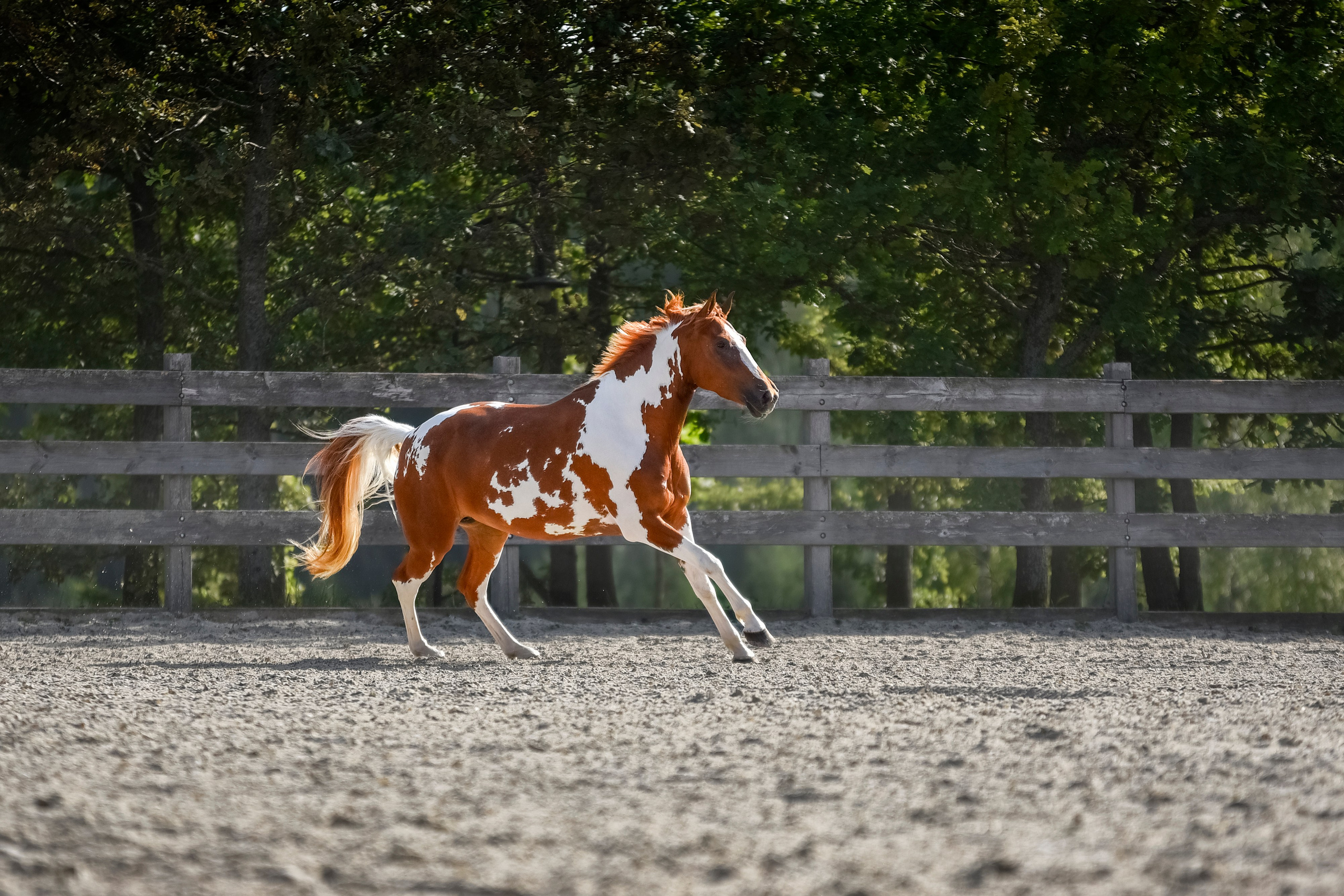 Лошади на свободе, съемка лошадей, экстерьерная съемка, фотосессия