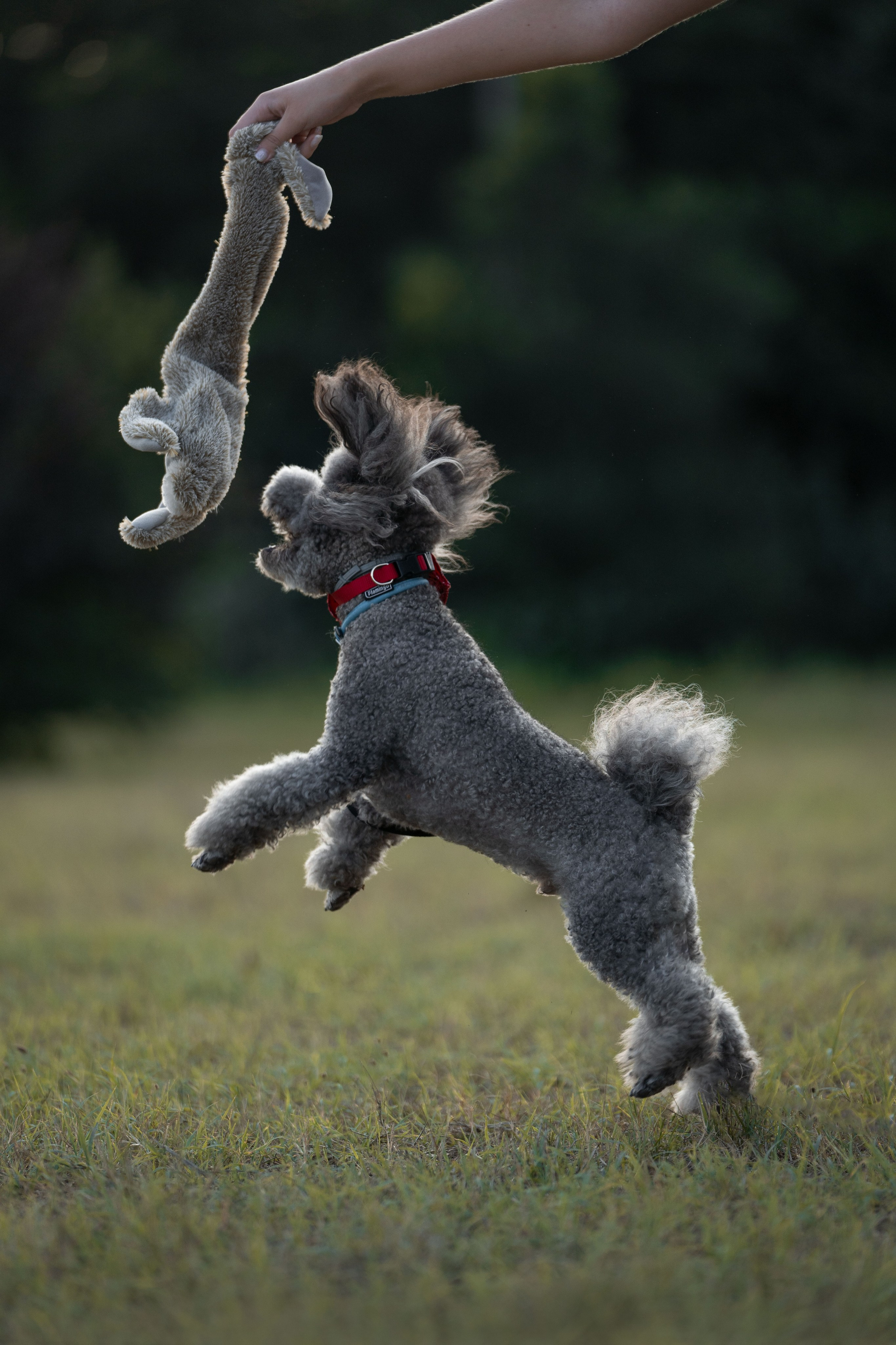 В Белграде на набережной. Фотограф анималист