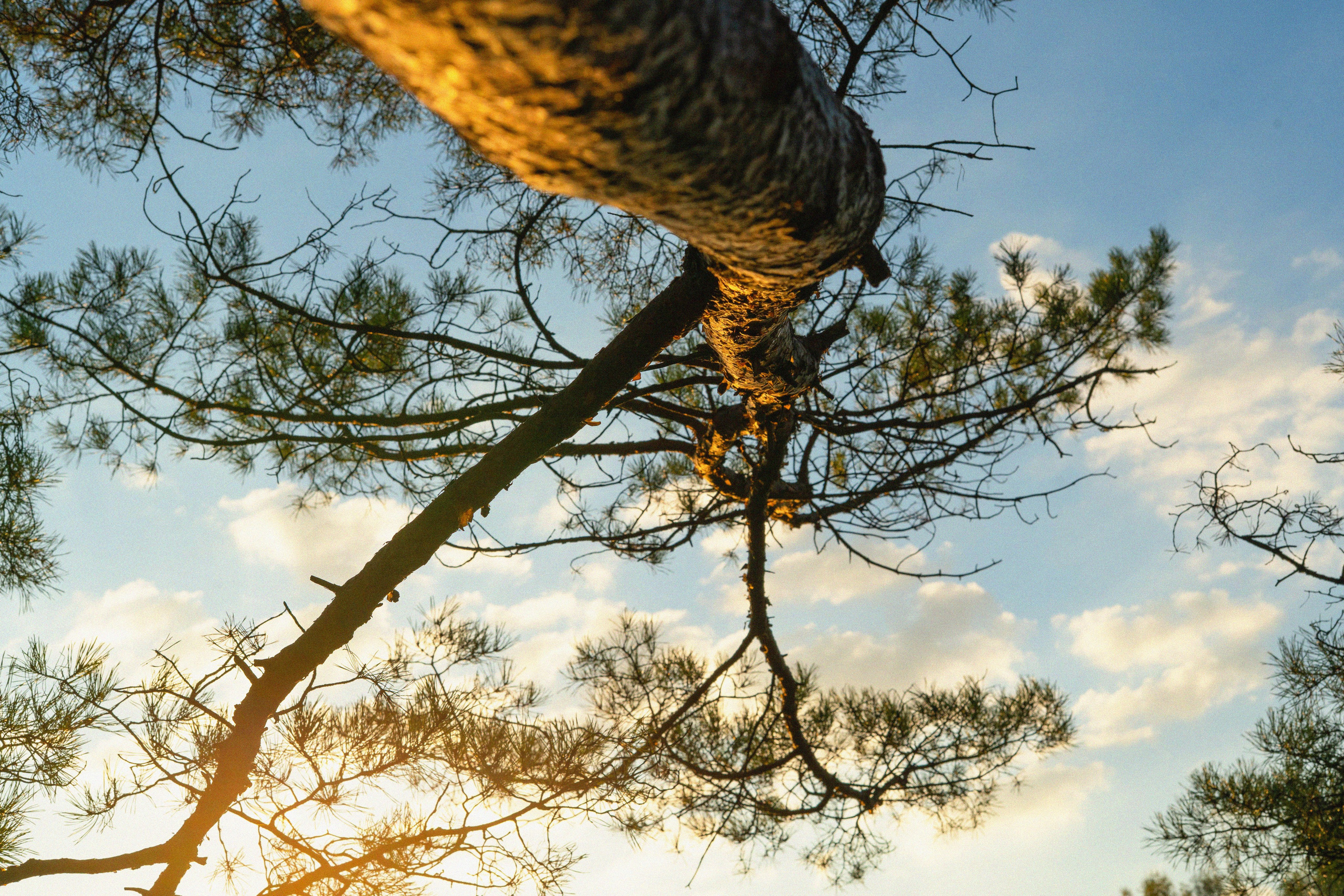 Фотосессия на природе Новосибирск Краснообск