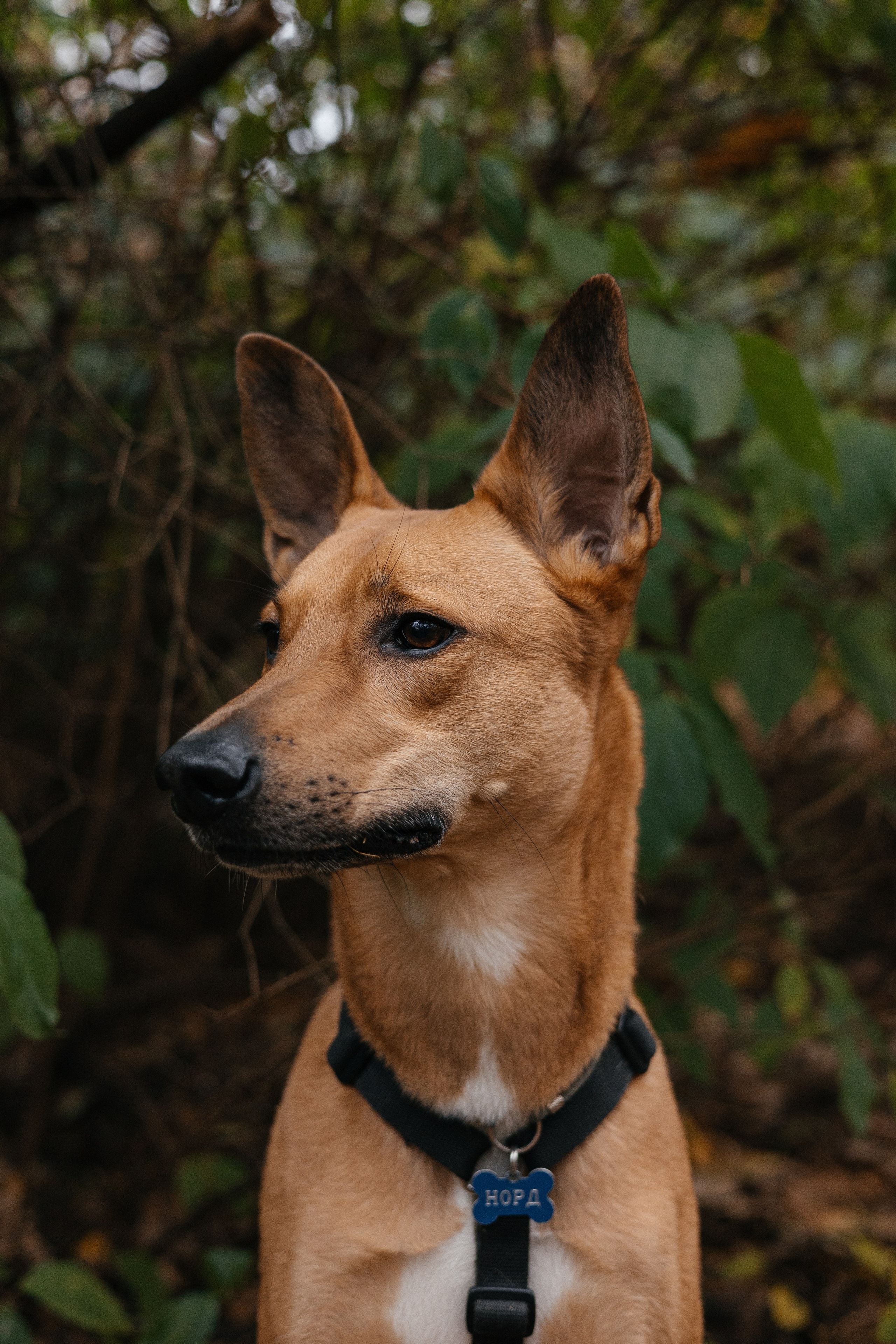 Нелли, Лёша, Рэй и Норд. Фотограф Анна Луценко Москва