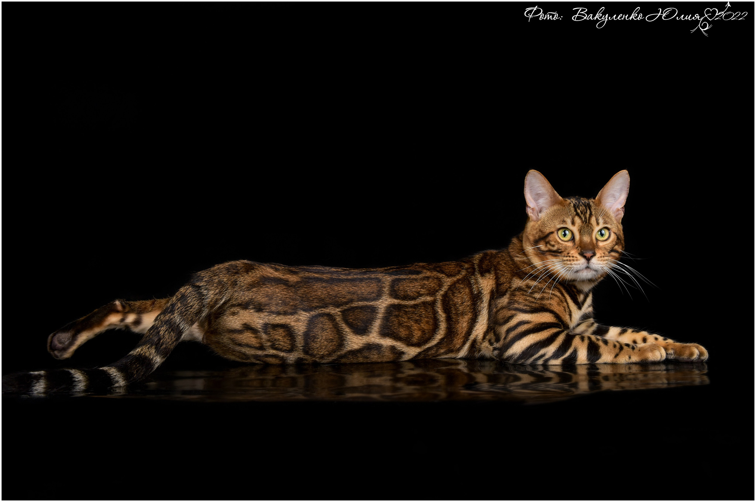 Взрослые. Фотограф анималист | семейный Юлия Вакуленко, г. Краснодар