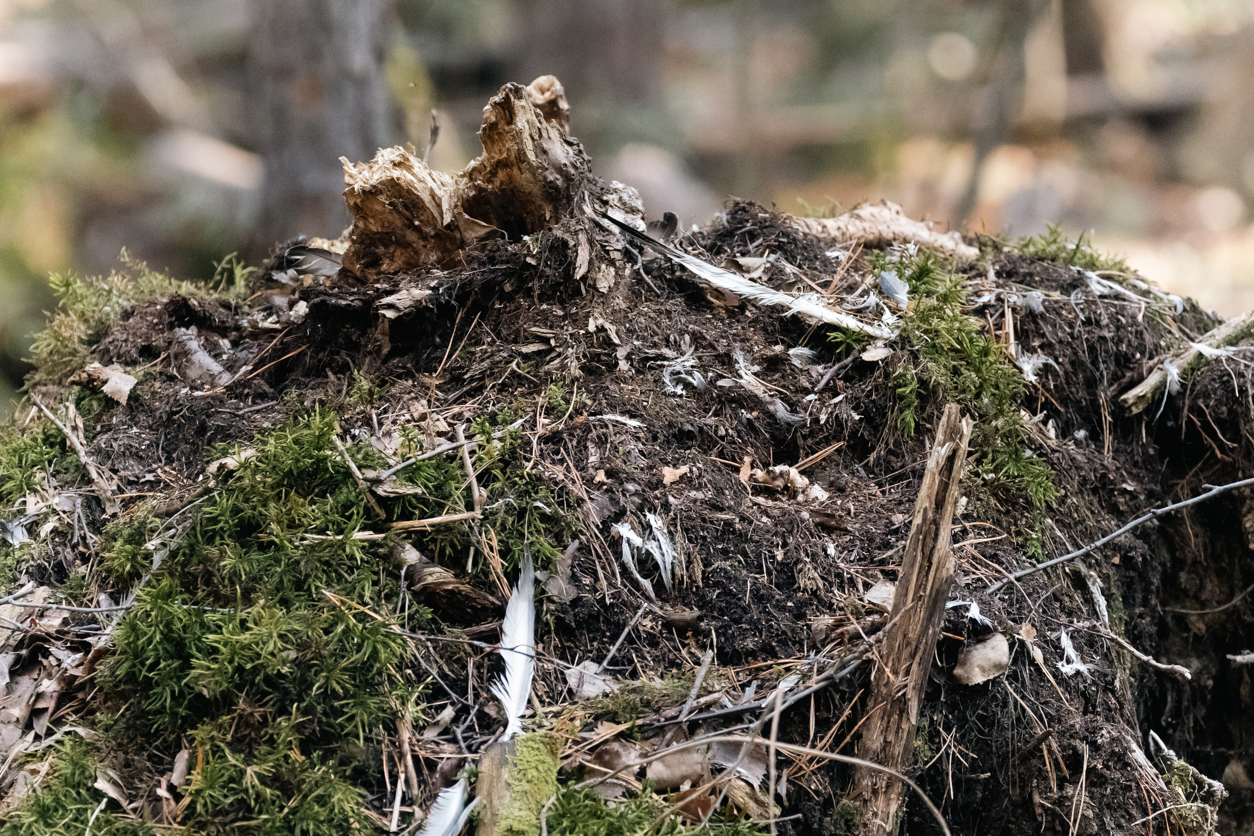 Георгий Кравченко. Инженер и орнитолог. Репортажный фотограф Наталья Лапцевич