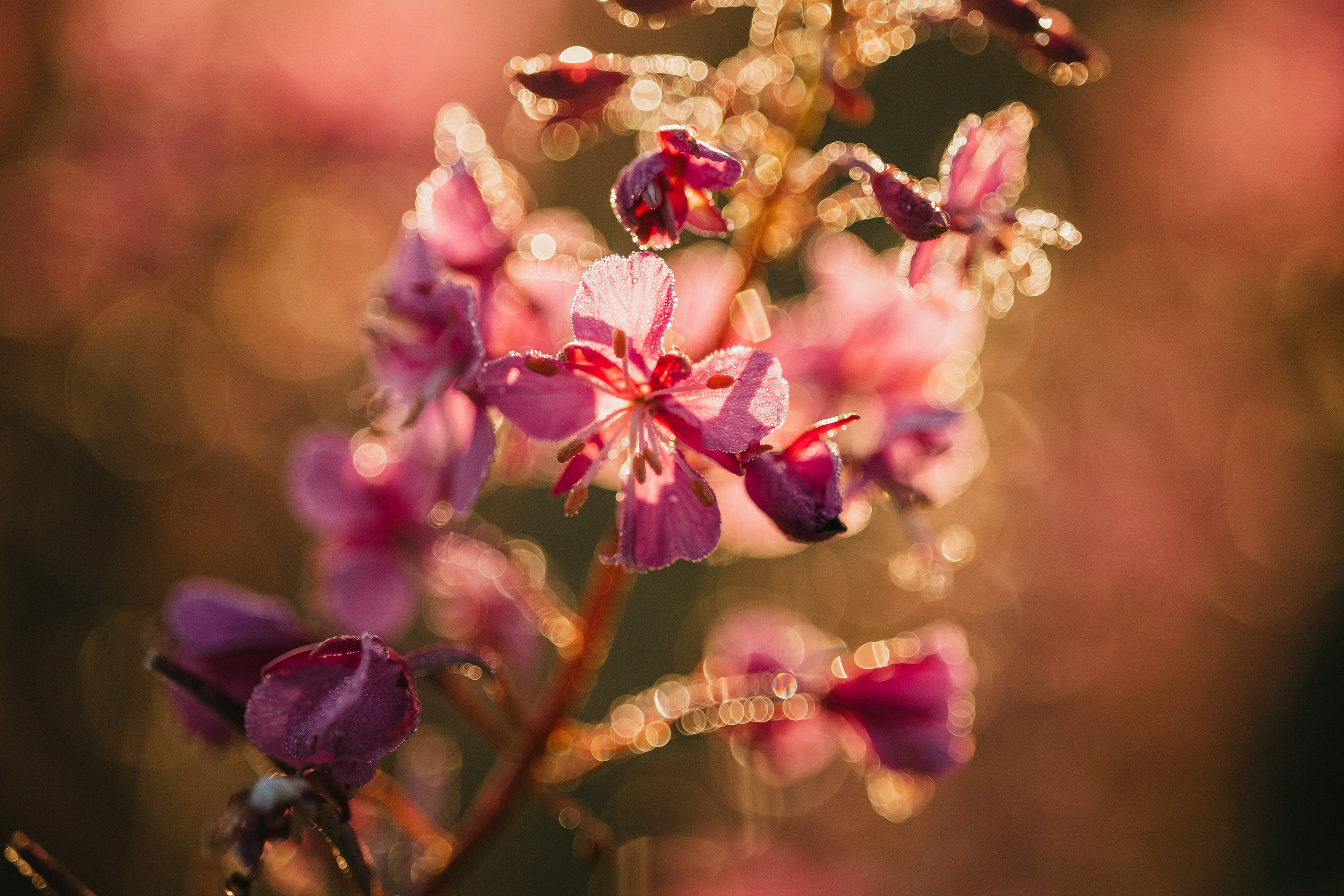 Маша и Персик. Фотограф — Анималист | Санкт-Петербург