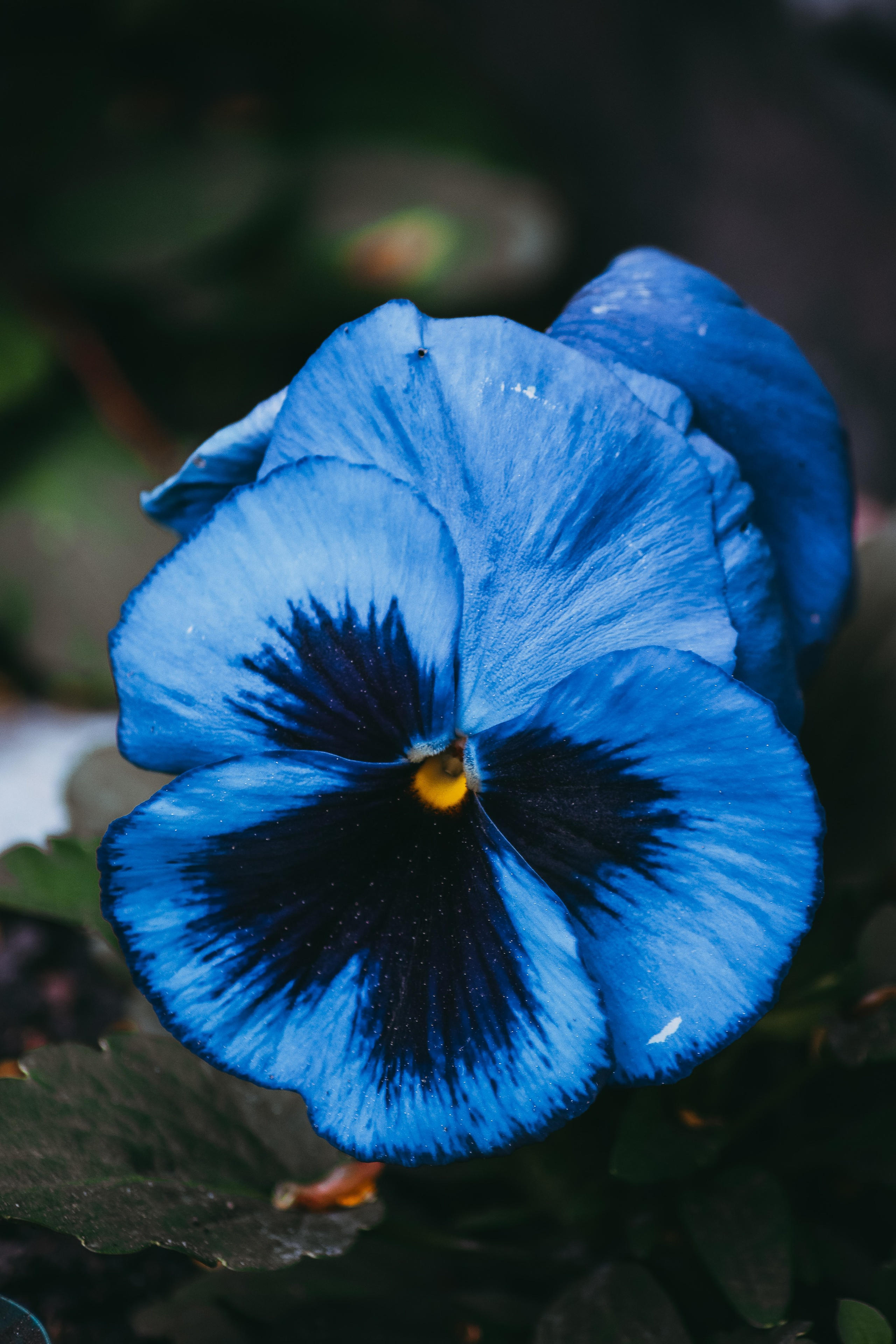 Р А С Т Е Н И Я. — Digital Noise —