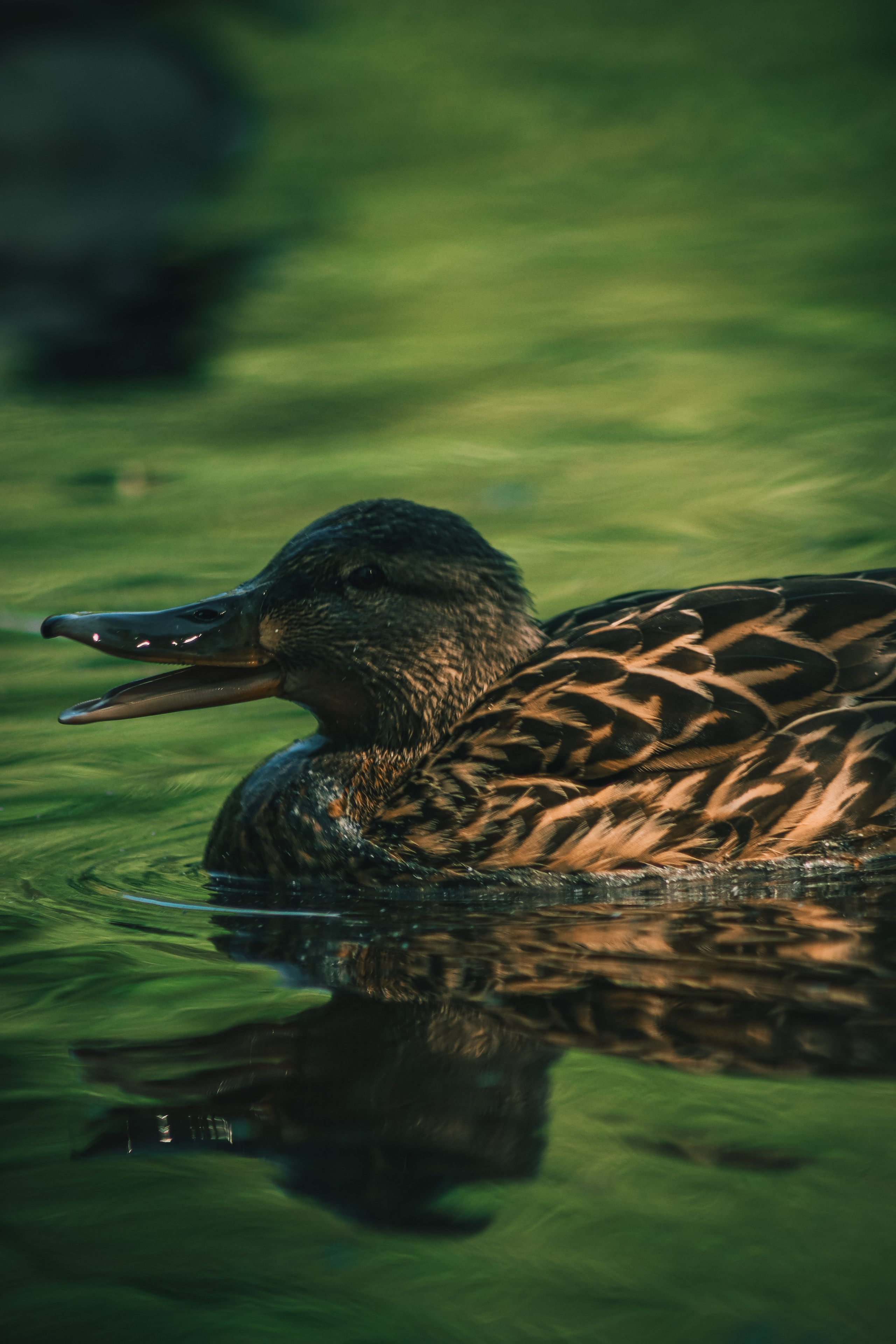 Р А З Н А Я — Ж И В Н О С Т Ь. — Digital Noise —