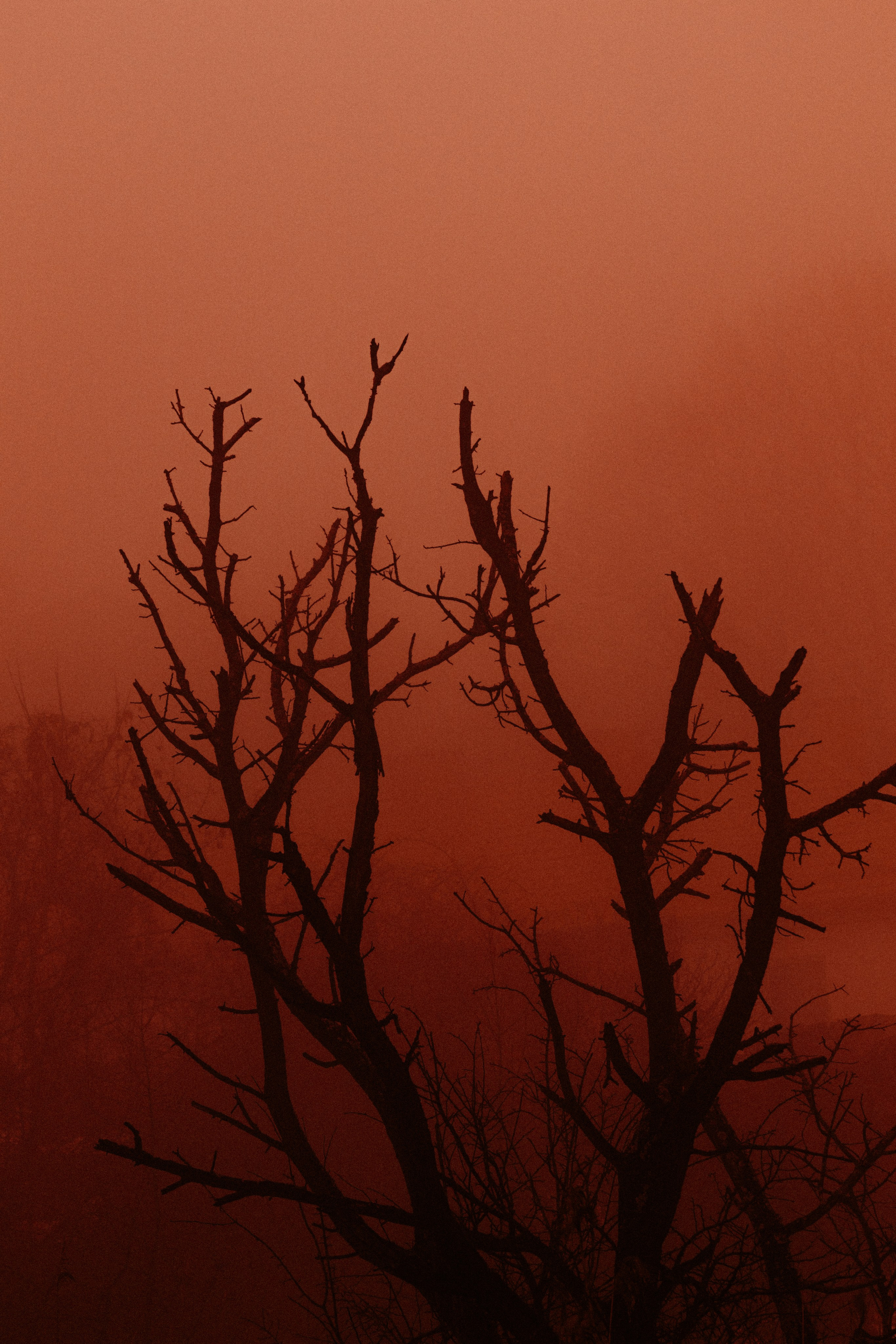 Т У М А Н. — Digital Noise —