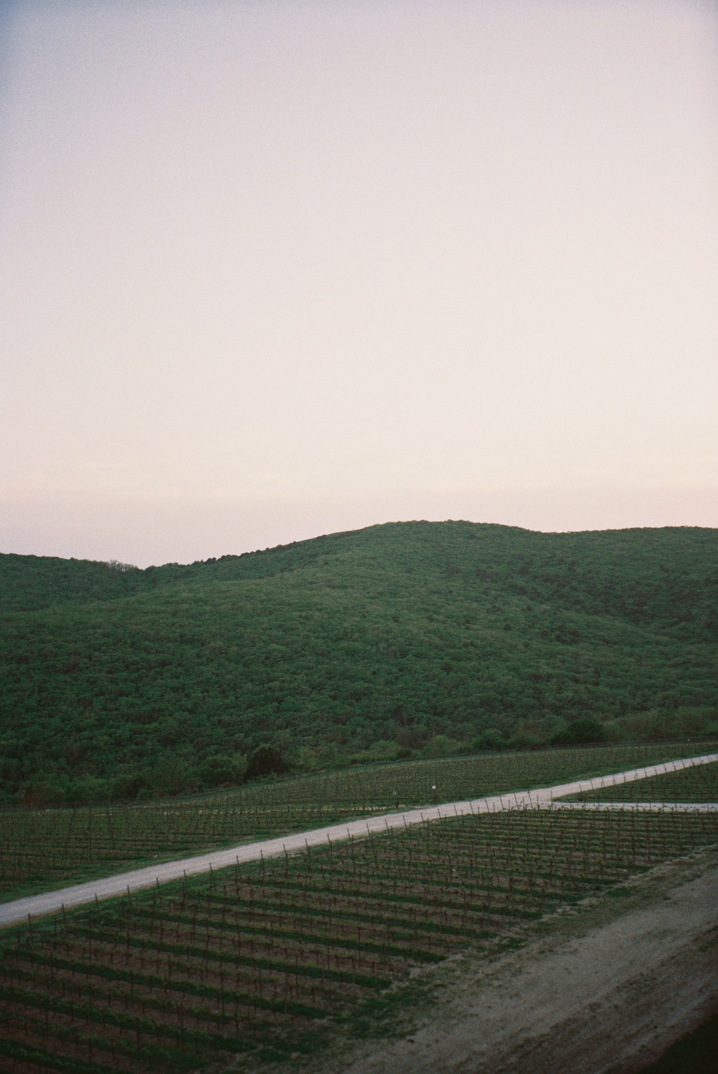 Плёнка. Свадебный фотограф в Краснодаре и Сочи Винидиктова Екатерина