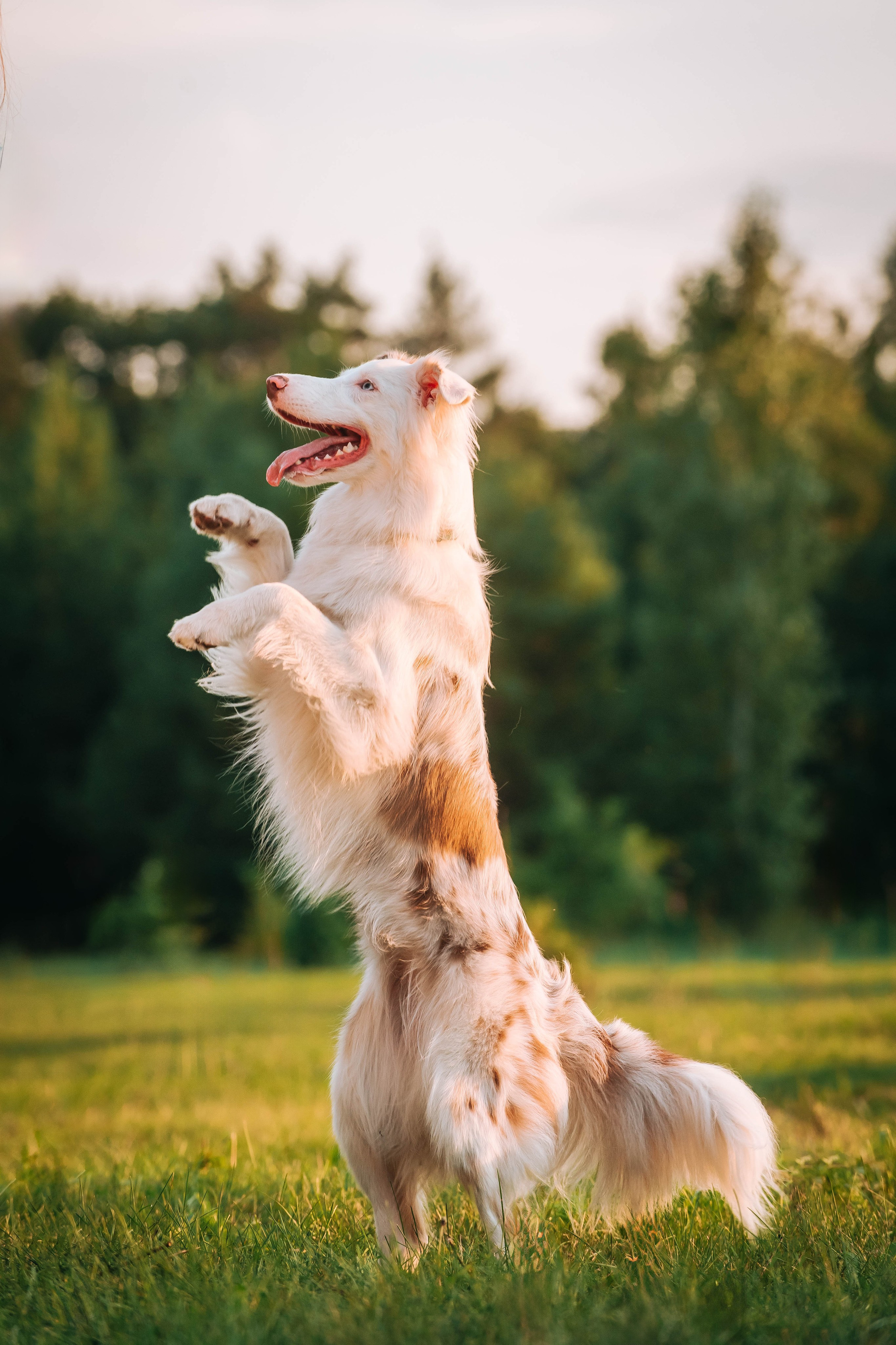 Лиза и Айви. Главная