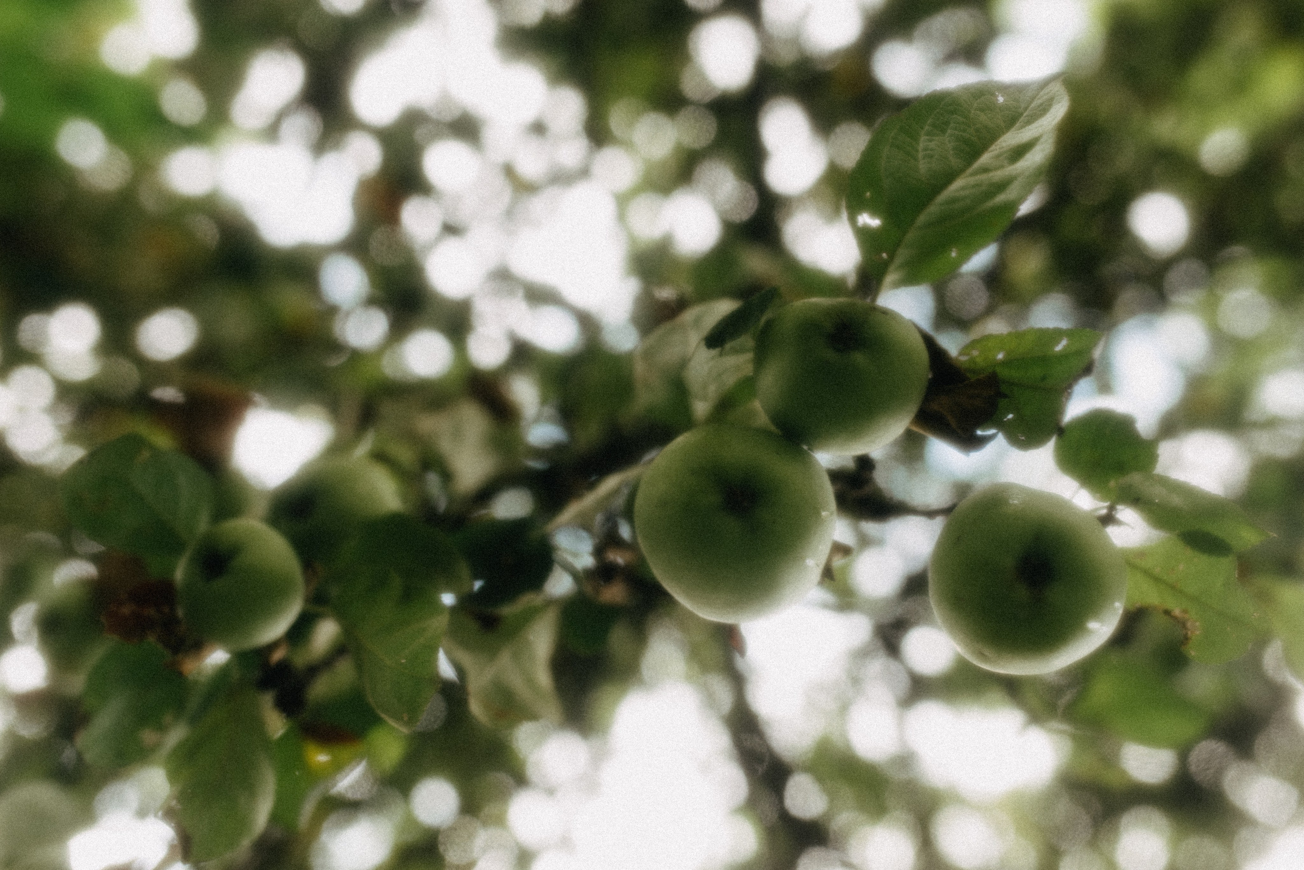 Евгений и Виолетта | Полный свадебный день. Москва. Фотограф Санкт-Петербург, Новороссийск