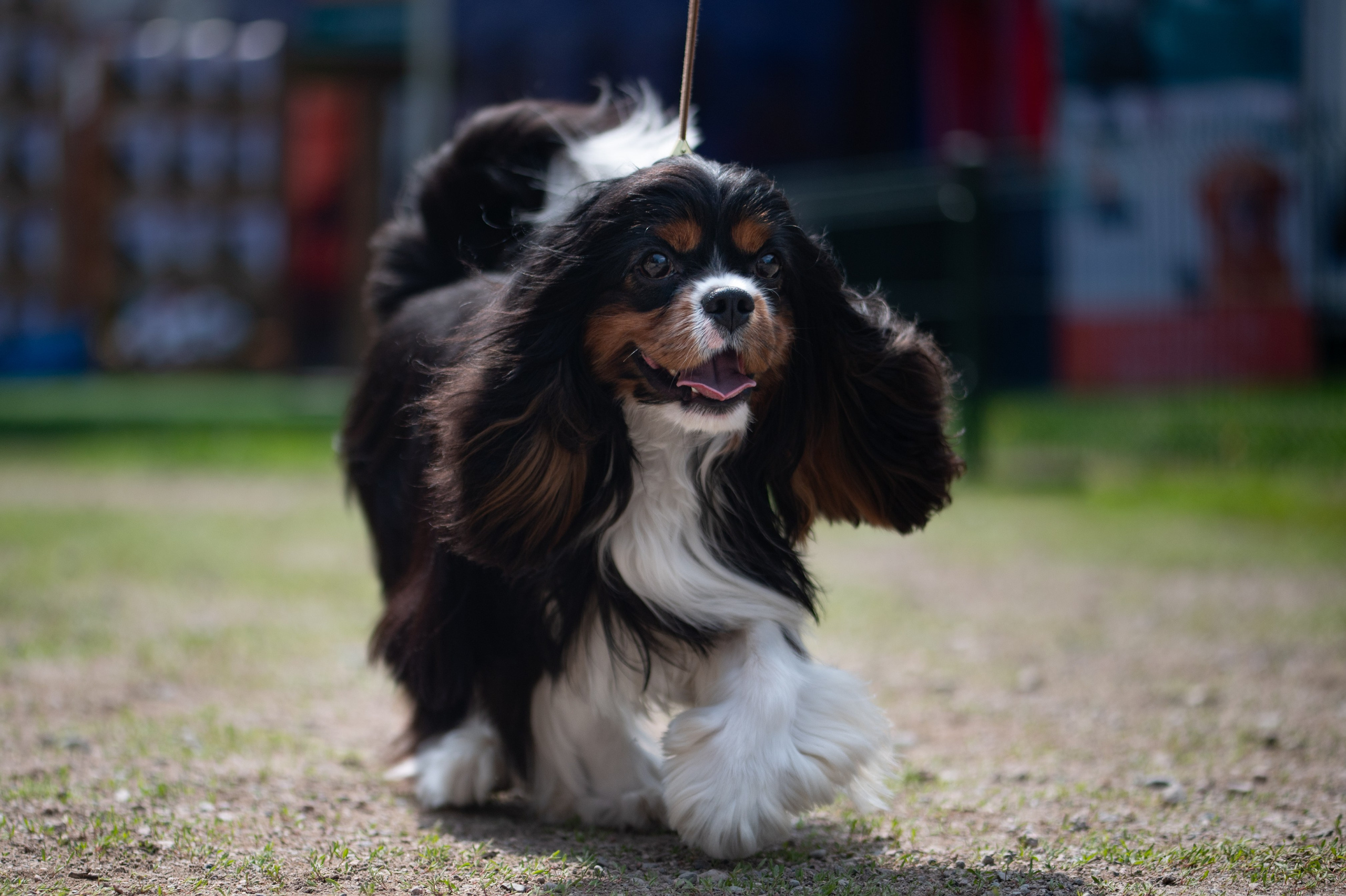 Люди и их друзья. Elnora Atnagulova Foodphotography
