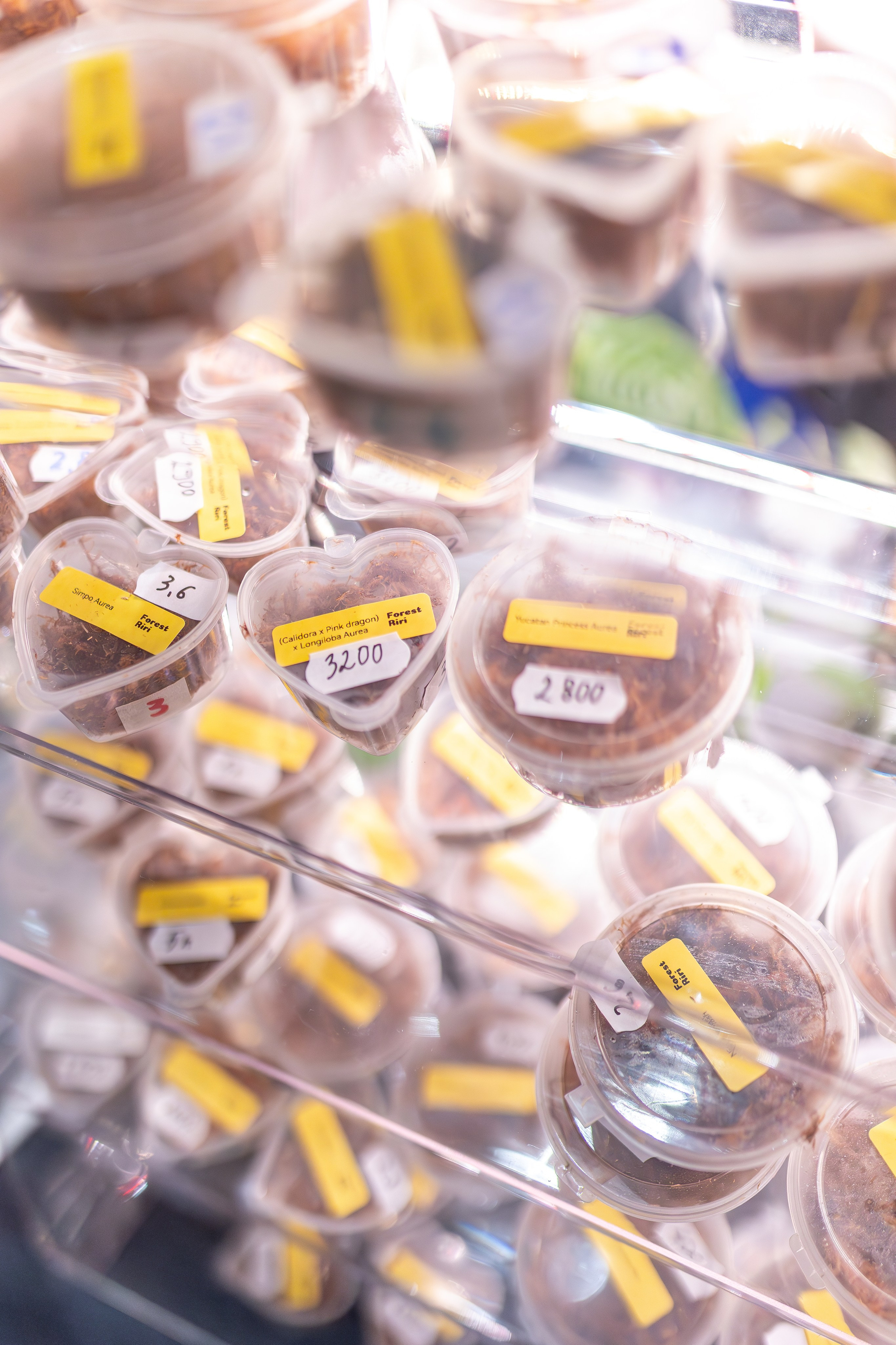 Монстериум апрель 2026. Александра Куликова фотограф, Москва