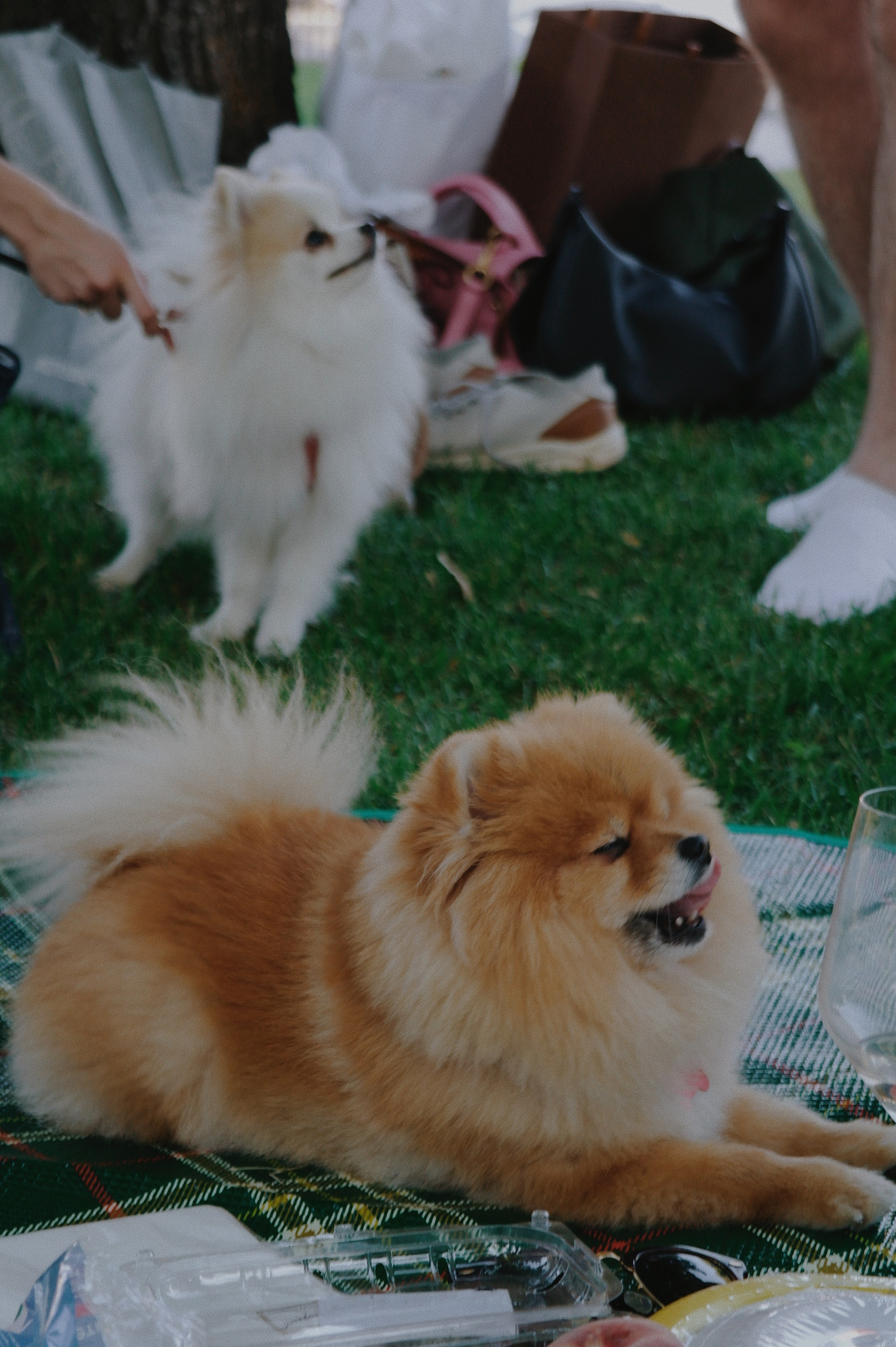 Питомцы. Татьян гертье