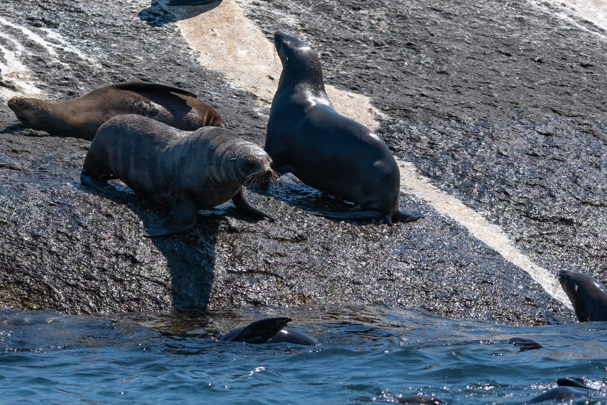 Морские котики и закат. Фотографии из путешествий