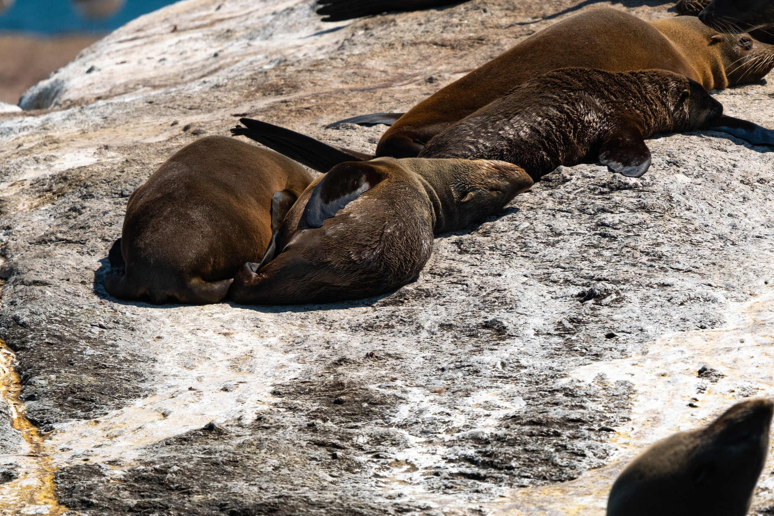 Морские котики и закат. Фотографии из путешествий