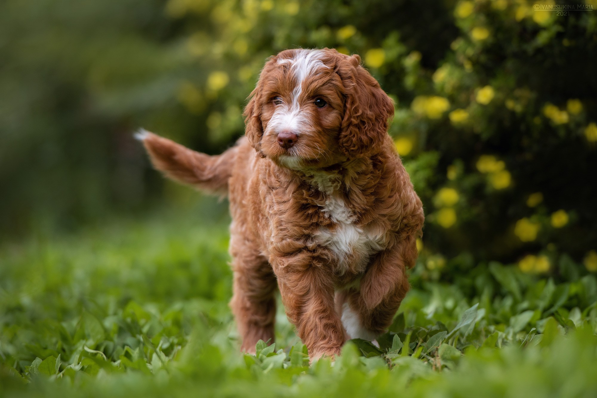 Фотосессия щенков на продажу. Фотограф собак в Москве и Московской области Иванушкина Мария