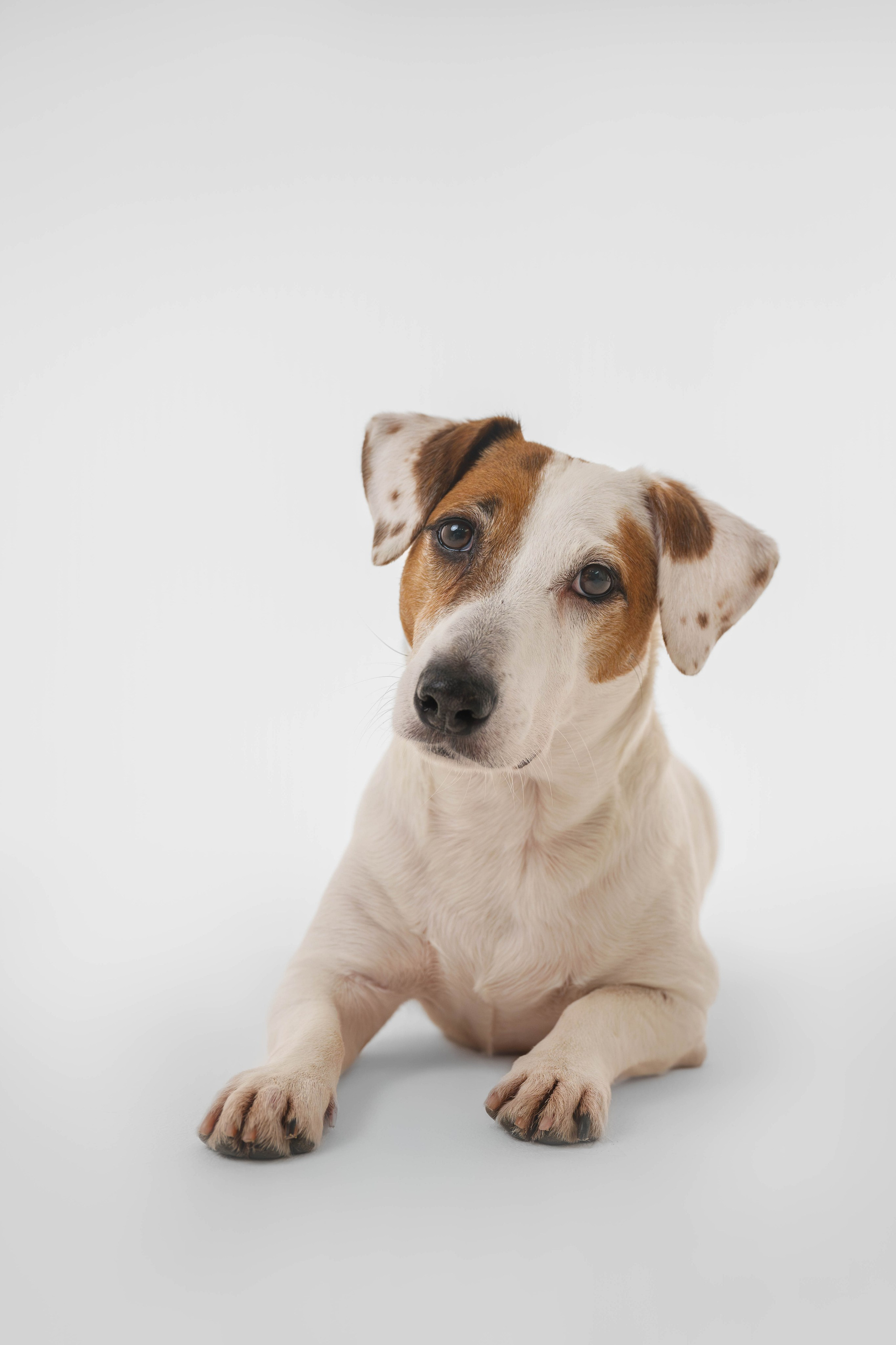 Джек Рассел. Фотограф Анималист в Москве Анастасия Жучкова