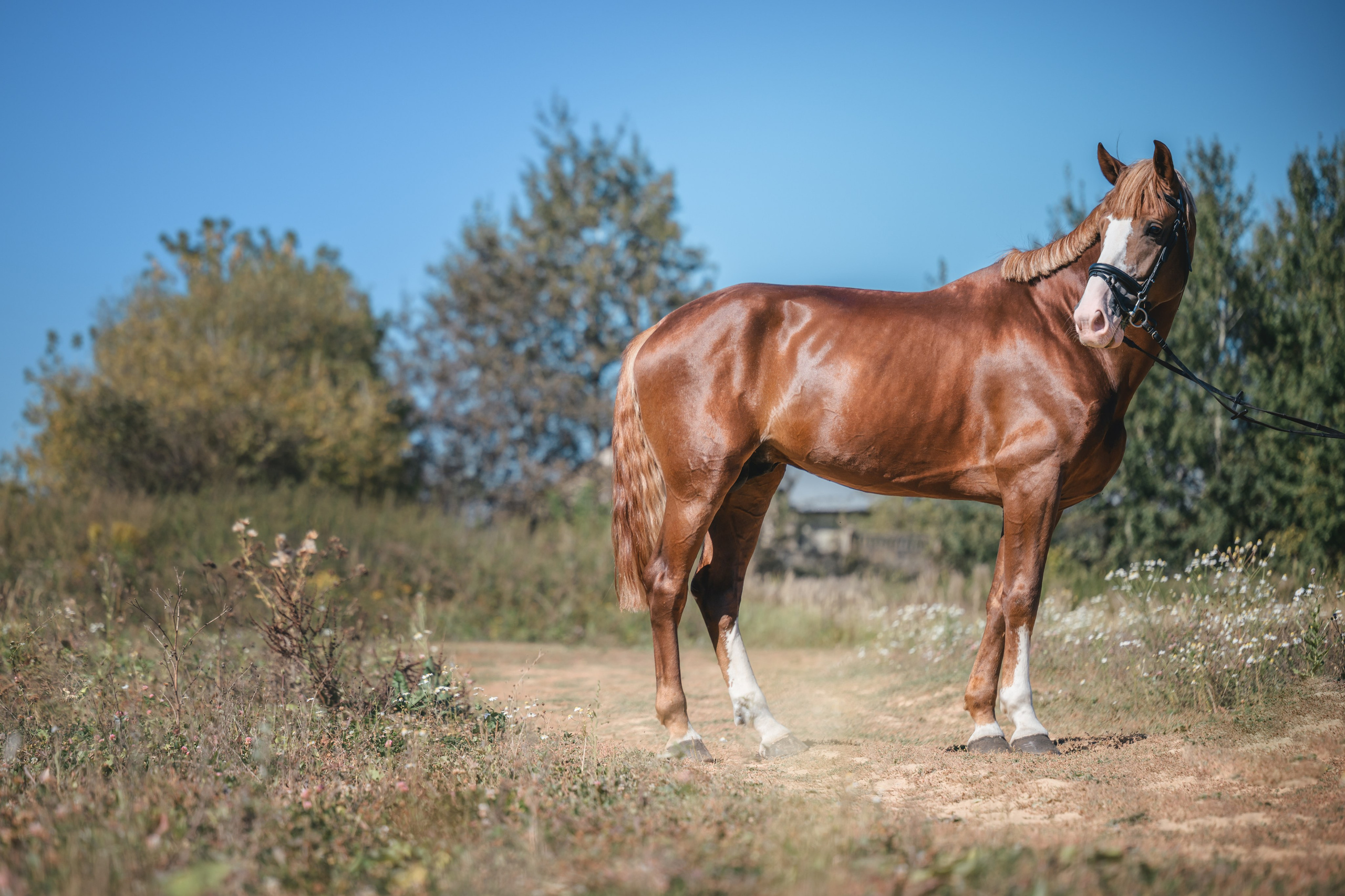 Виктория и Лео. Фотограф Анималист в Москве Анастасия Жучкова